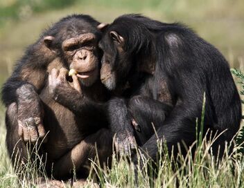 Primates, affaires de famille
