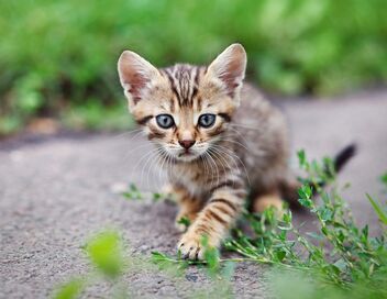 La vie secrète des chats