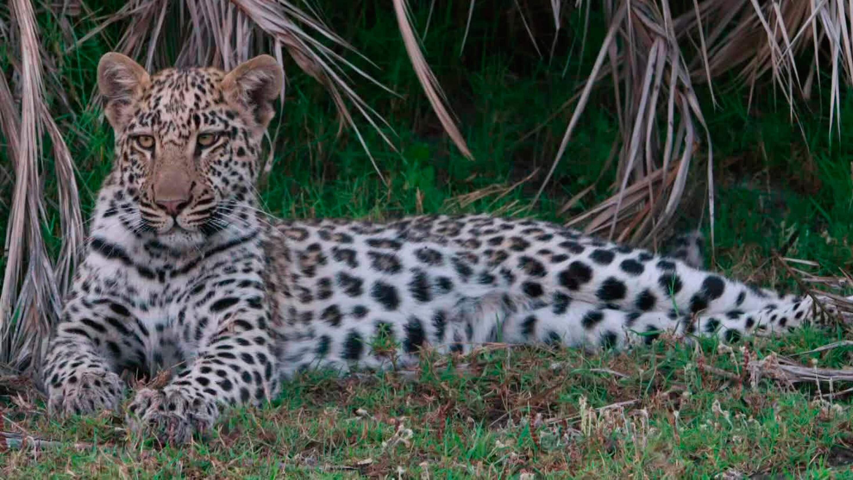 Die wilden Flüsse Afrikas