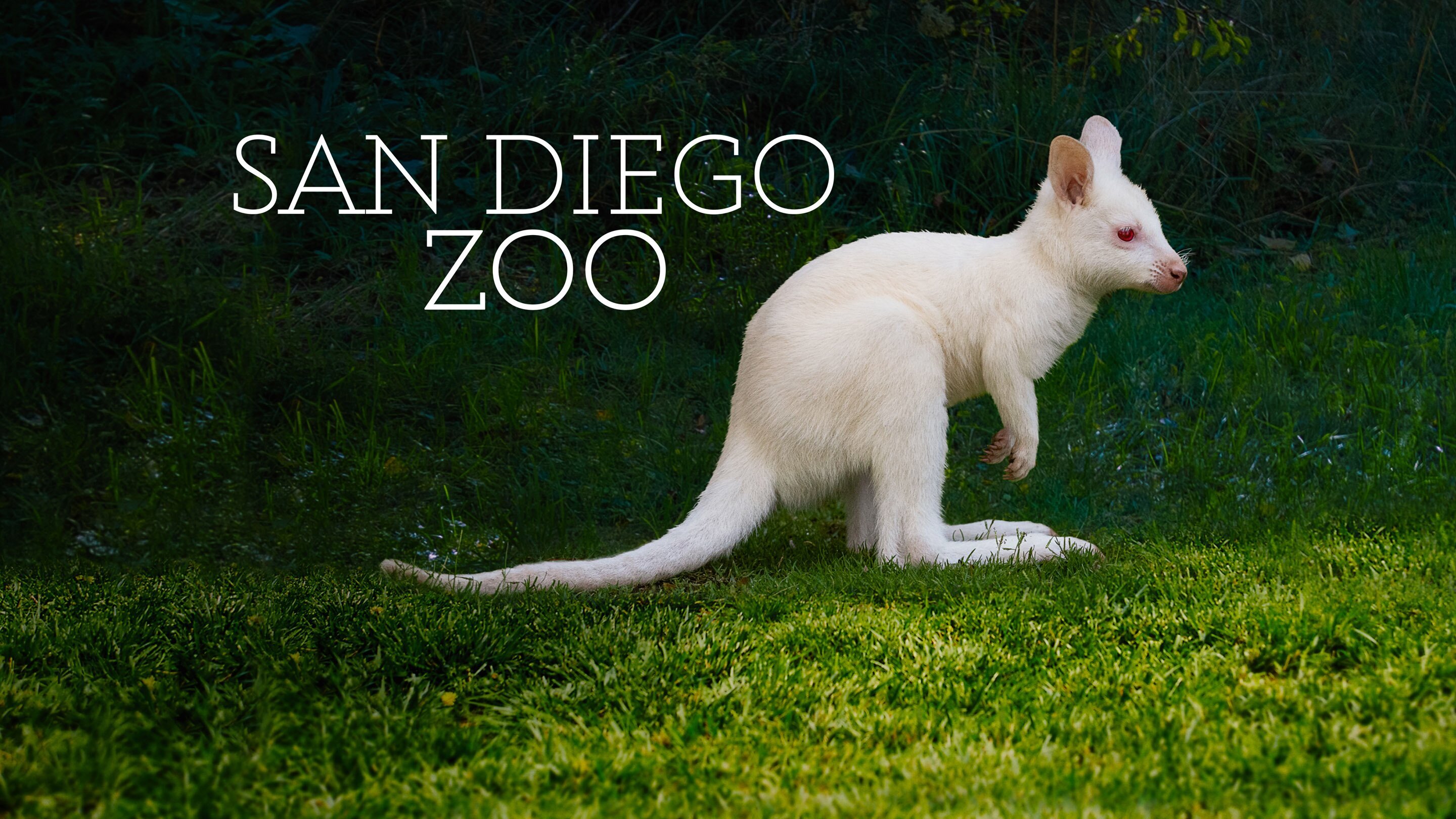 San Diego Zoo