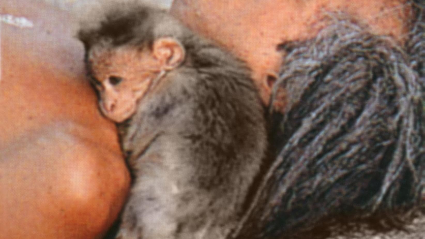 Hanuman – Im Königreich der Affen