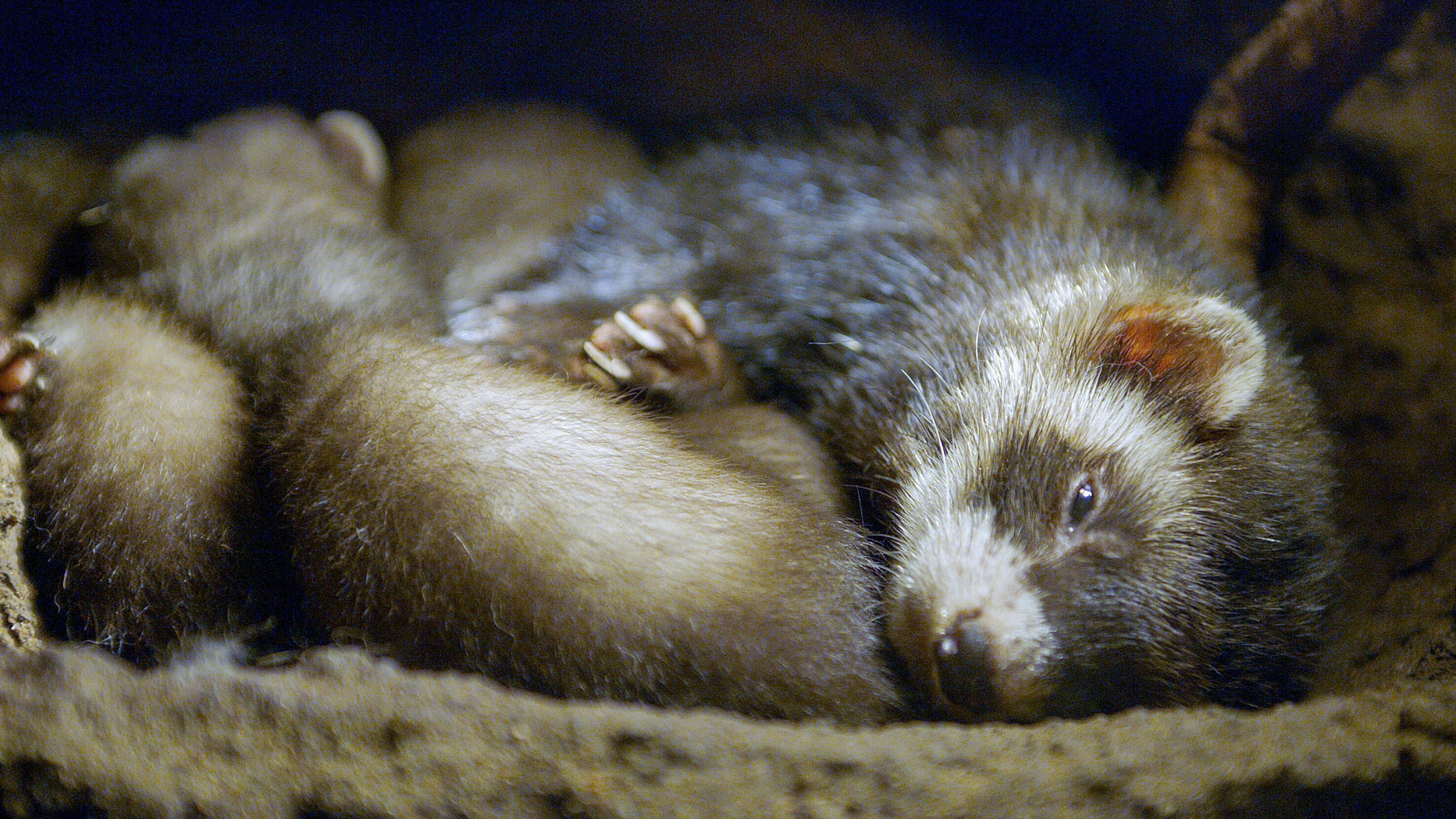 Der Waldiltis: Geschickter Jäger im Verborgenen