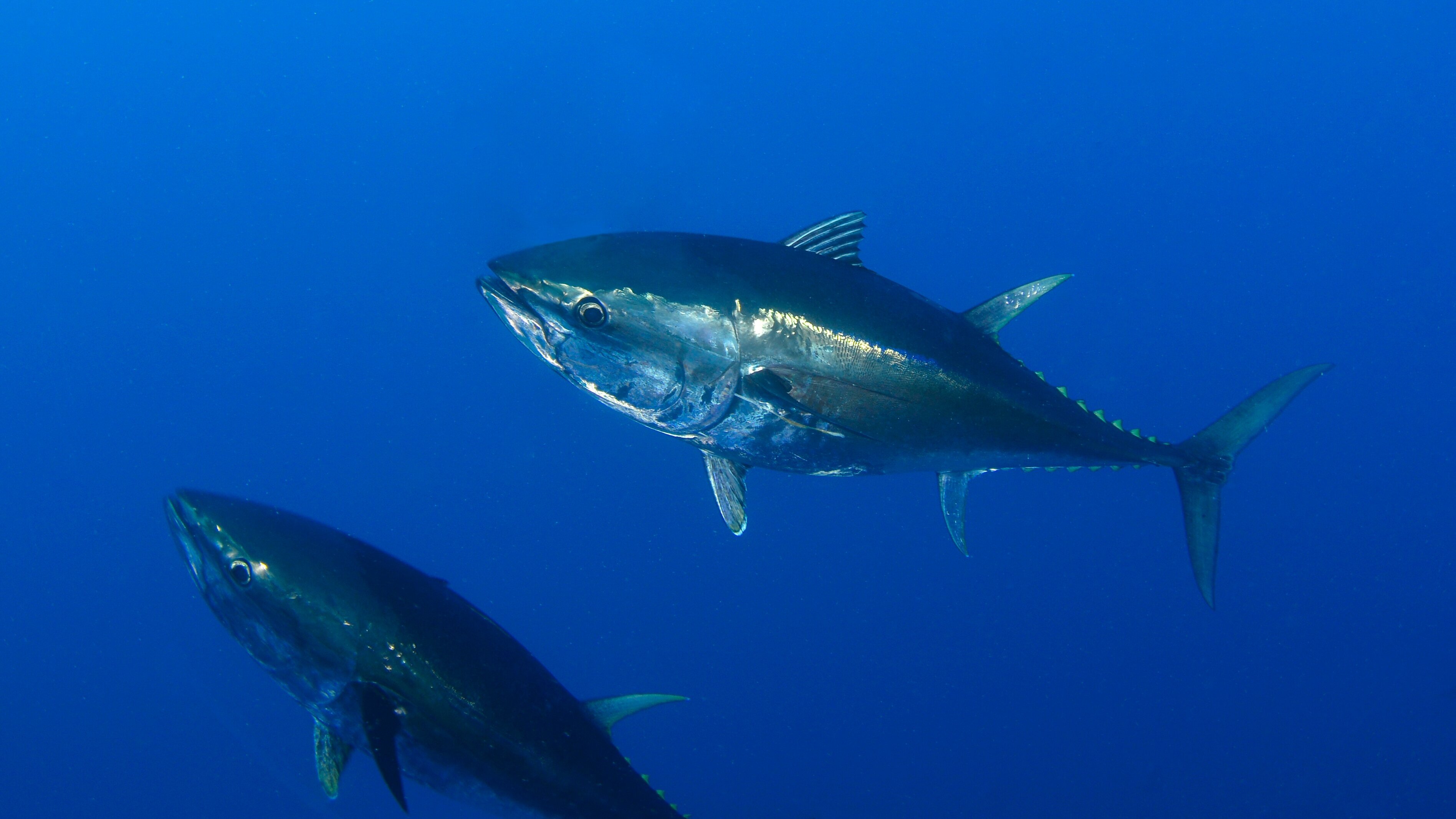 Harpoon Hunters