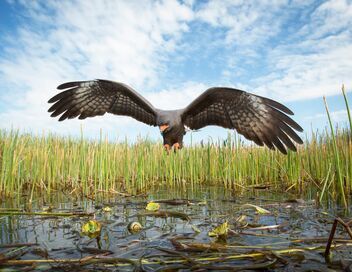 Amérique du Nord : L'empire de la nature