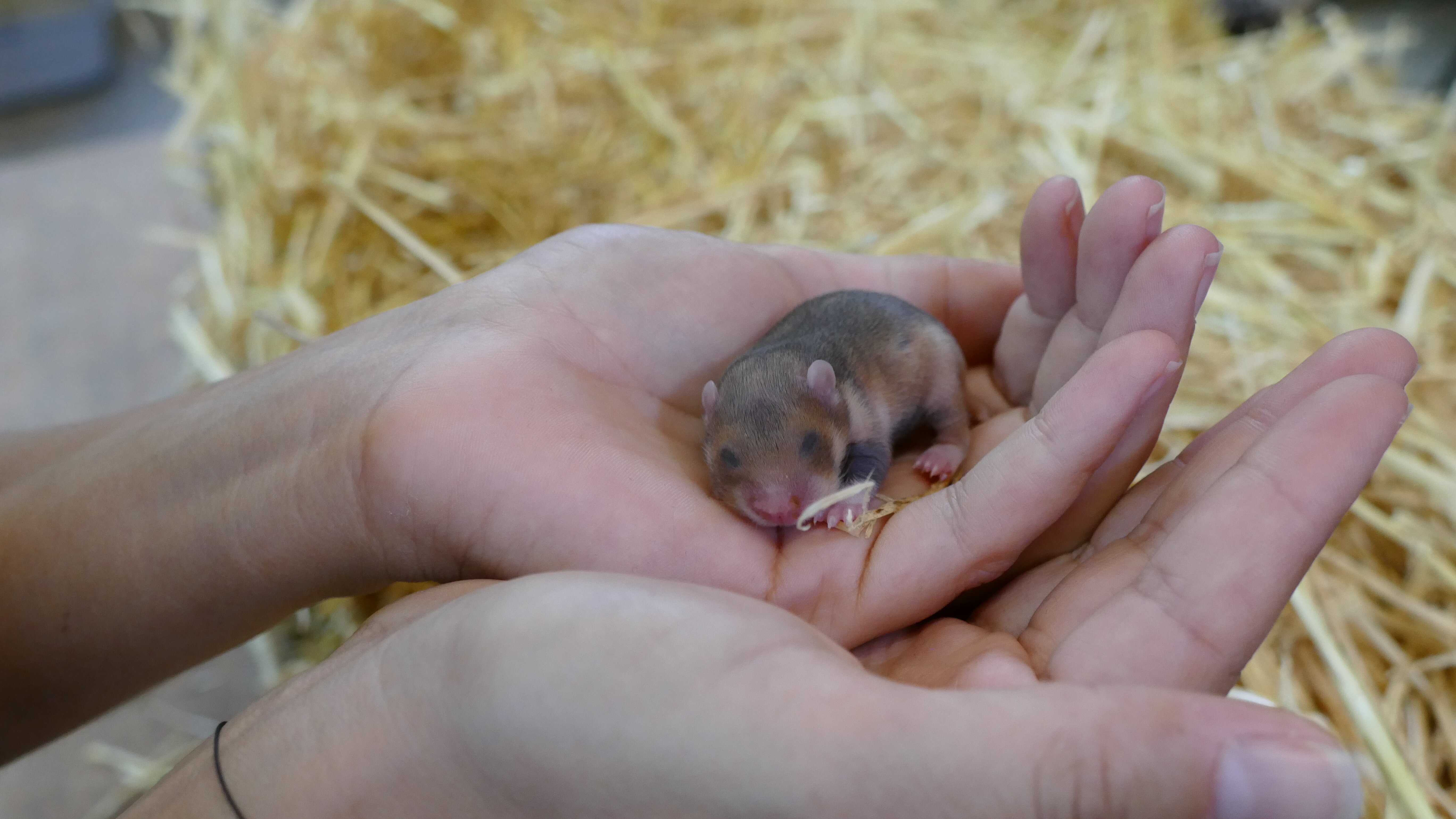 Anna und die wilden Tiere