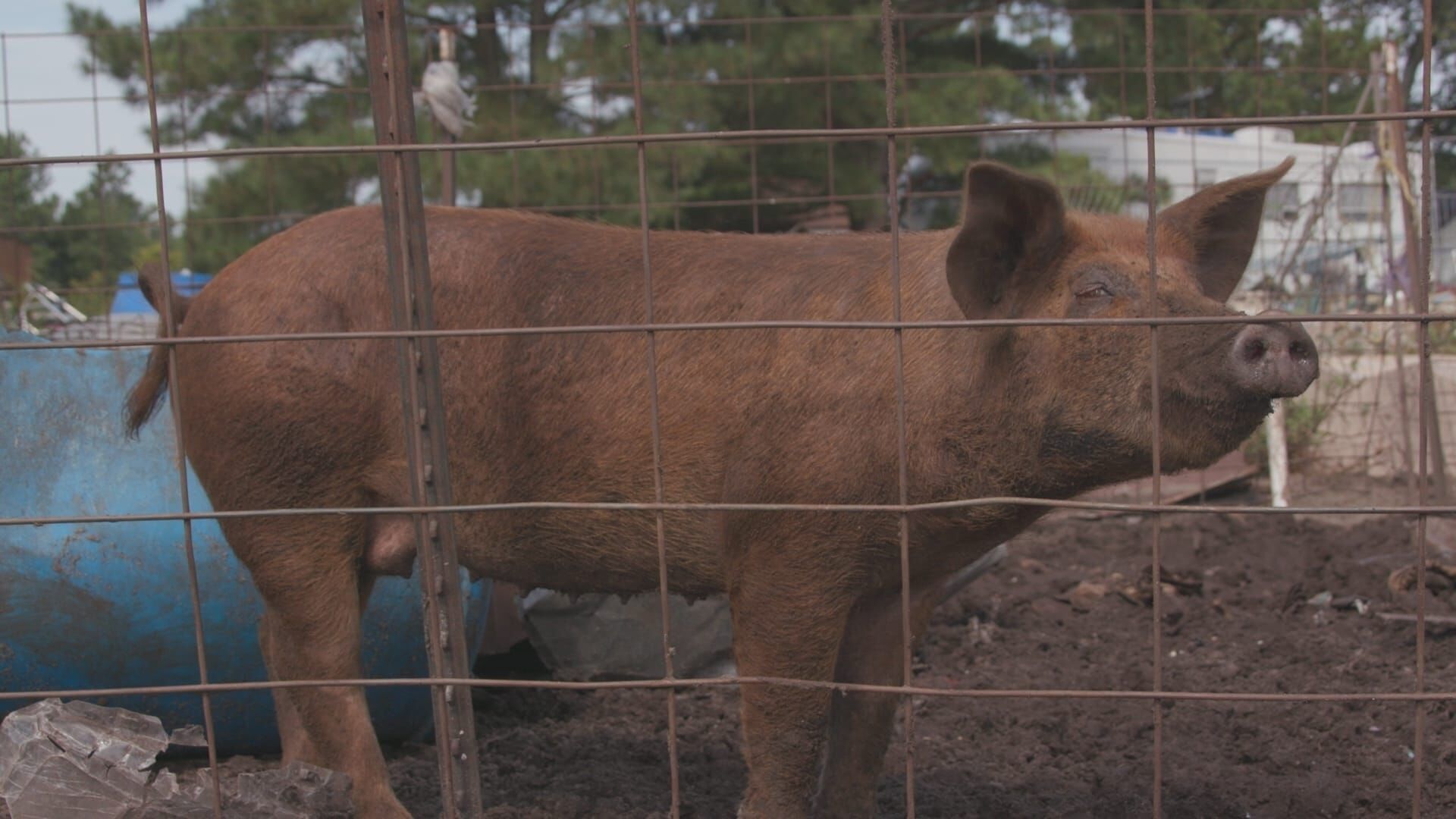 Animal Farm Michigan – Zuflucht für Tiere