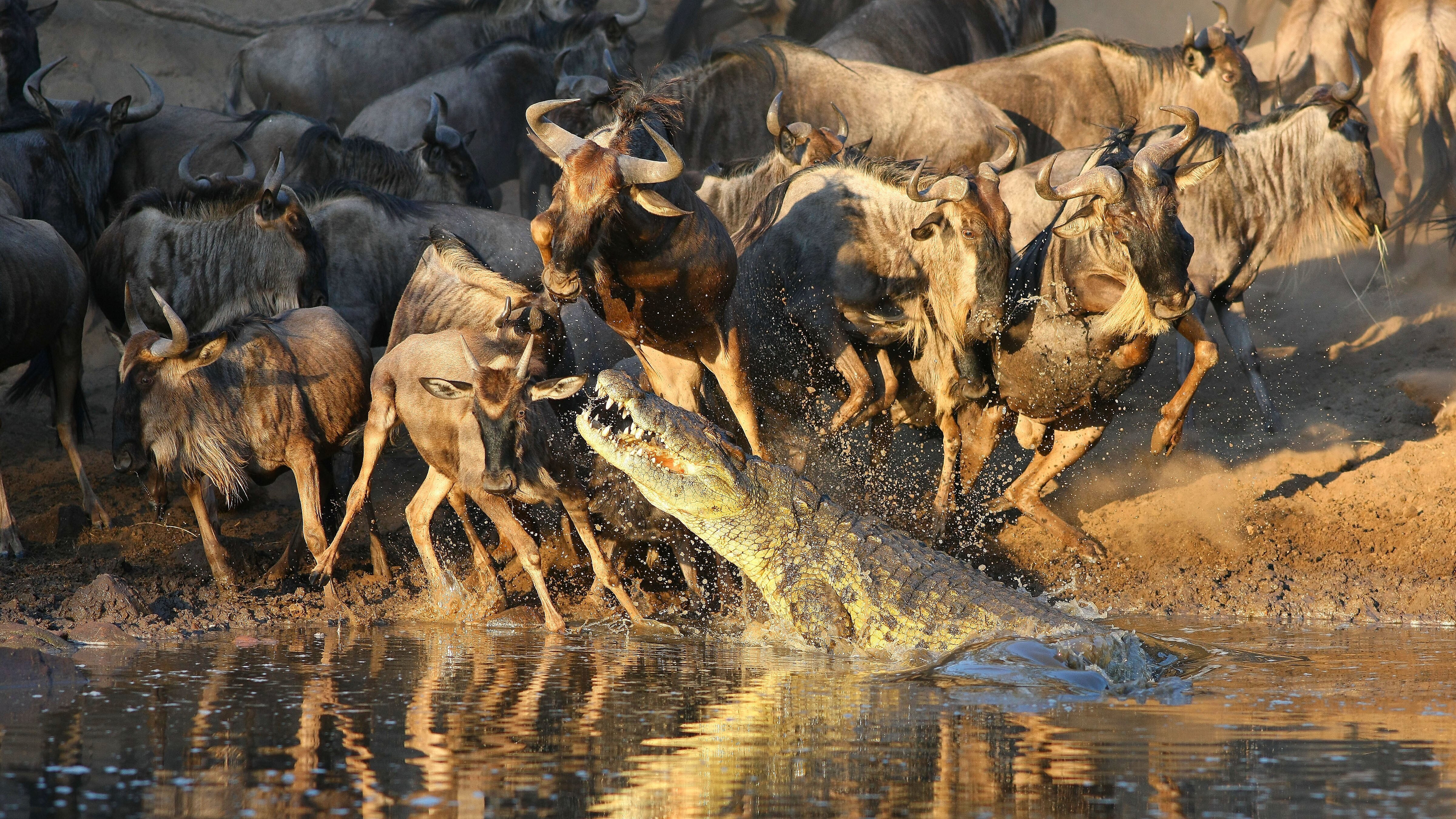 Krokodile – Das wahre Leben der Urzeitechsen