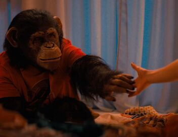 Primate