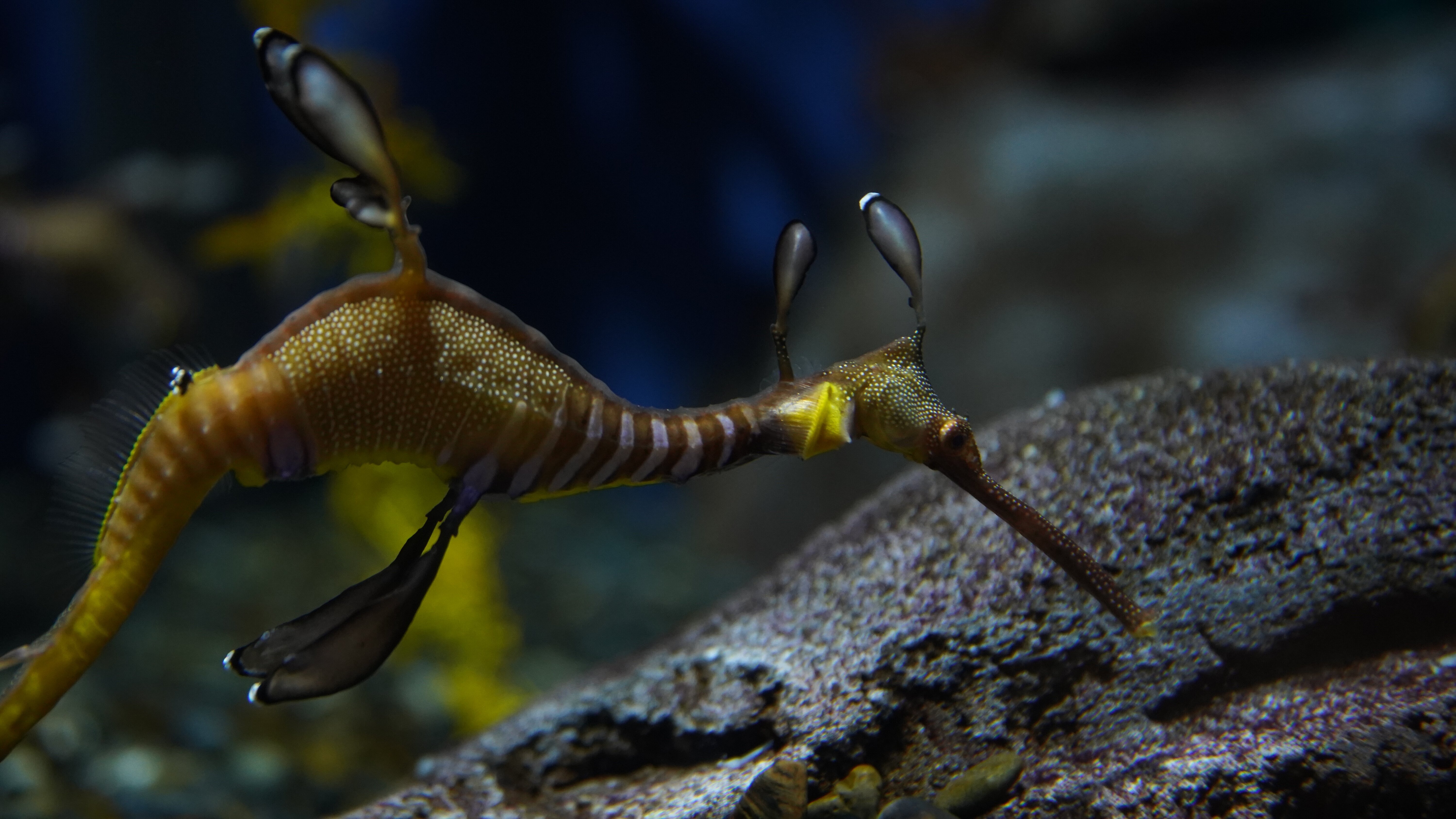 Das Atlanta-Aquarium