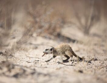 Attention ! Passage d'animaux : Quand la faune croise nos routes