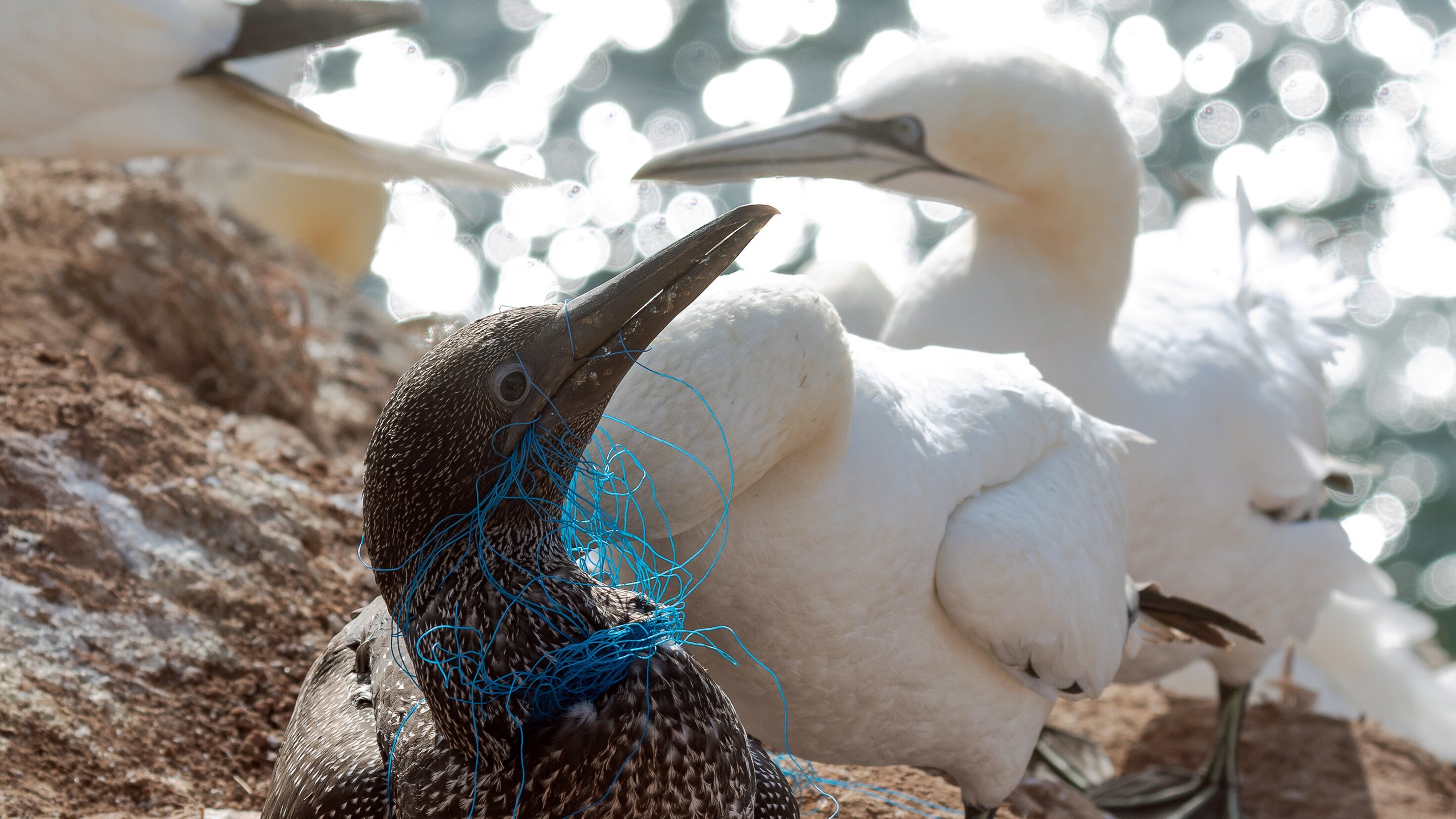 NaturNah: Eine Frau kämpft gegen Plastik im Meer