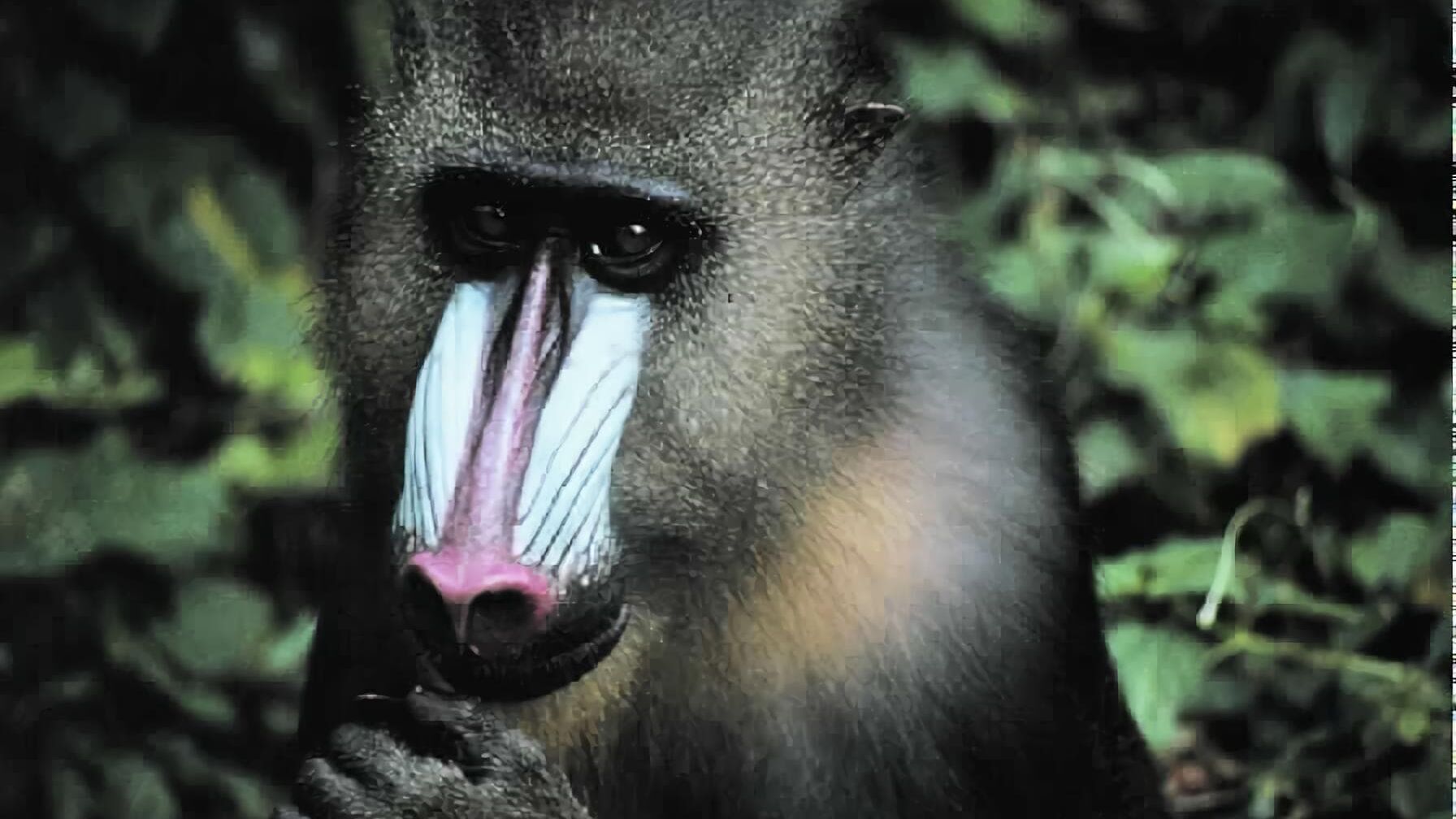 Leopard, Seebär & Co.