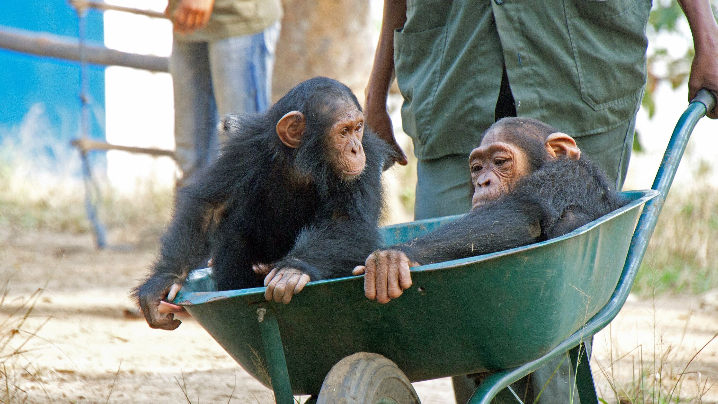 Schimpansen im Kongo mit Jane Goodall