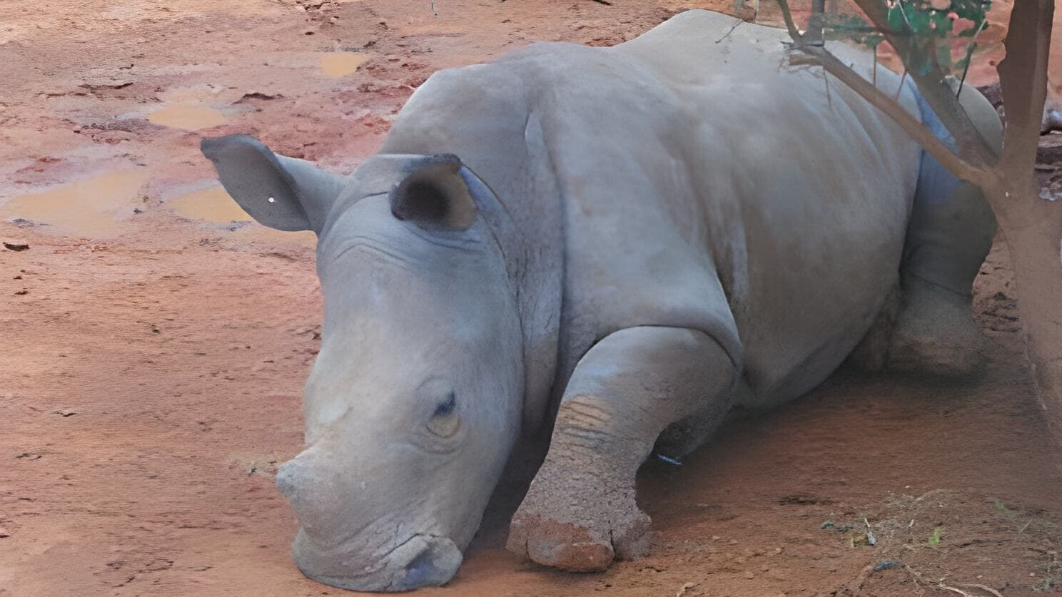 Das Waisenhaus für wilde Tiere – Abenteuer Afrika