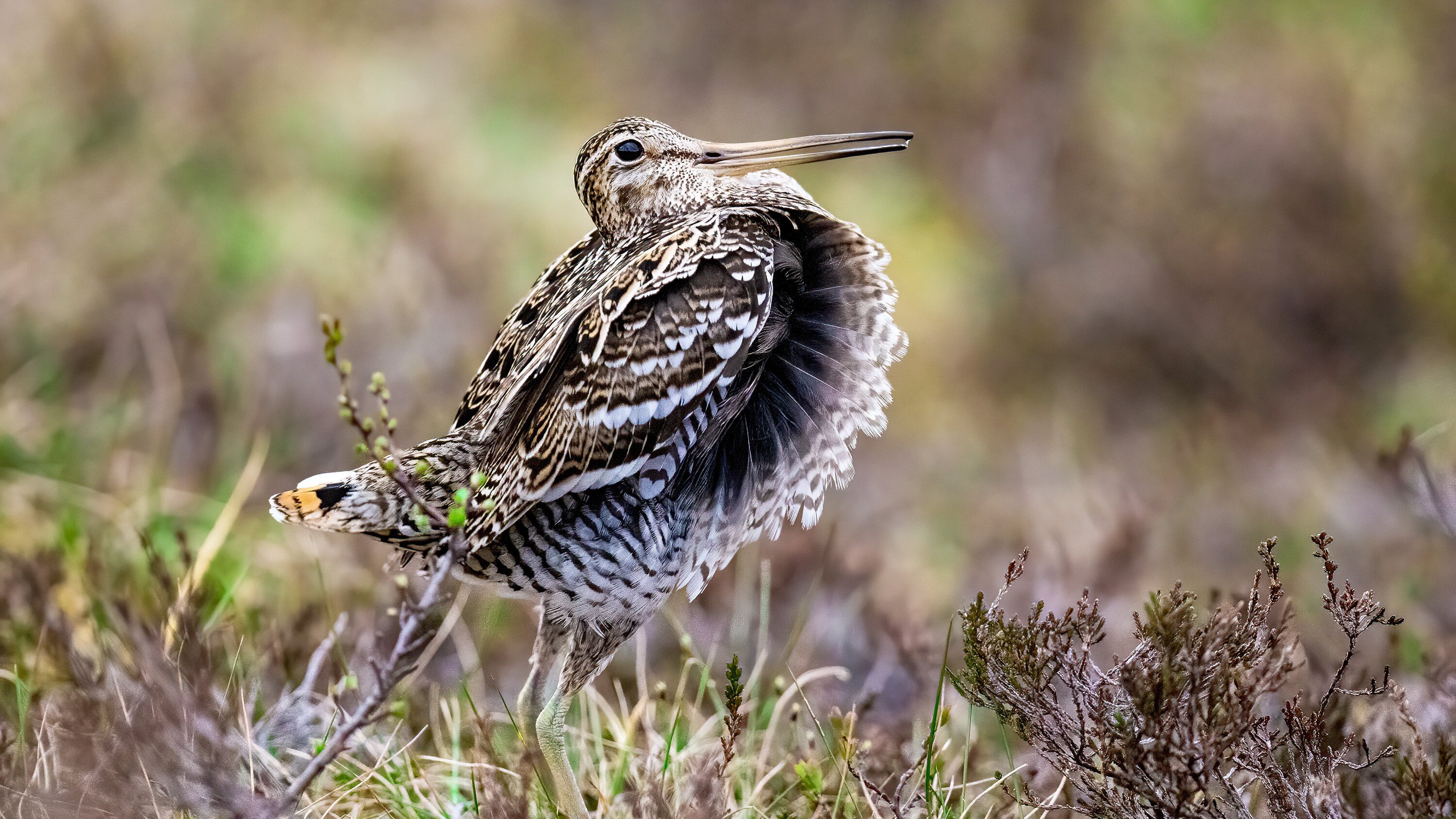 Die Magie der Vögel – Was Birdwatcher begeistert