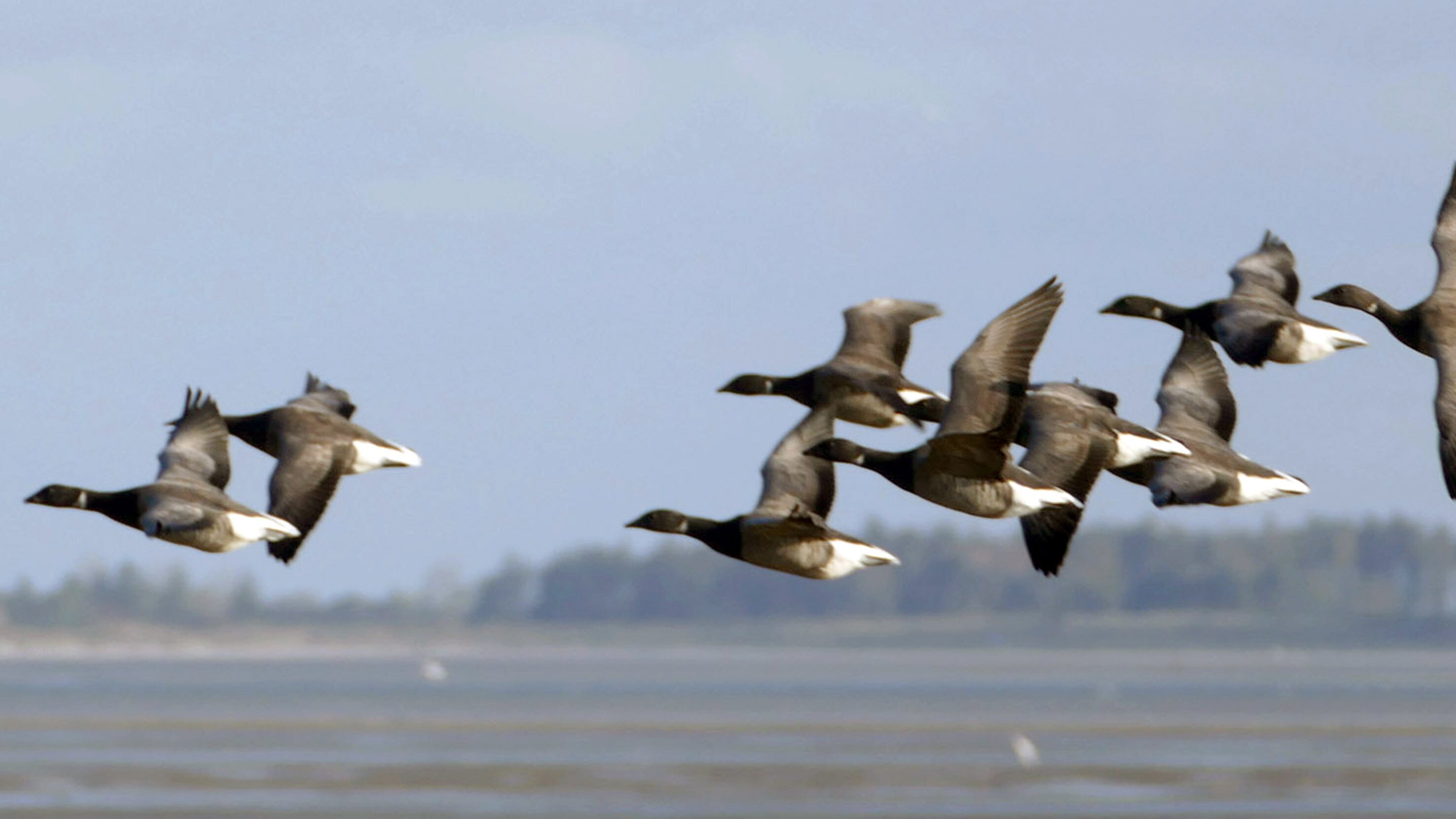 Die Halligen im Wattenmeer