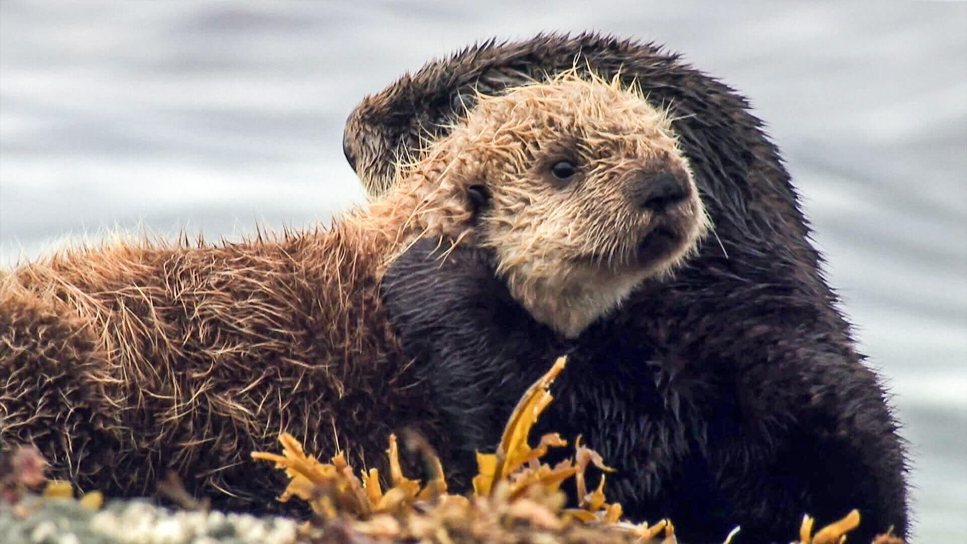 Tolle Tiere