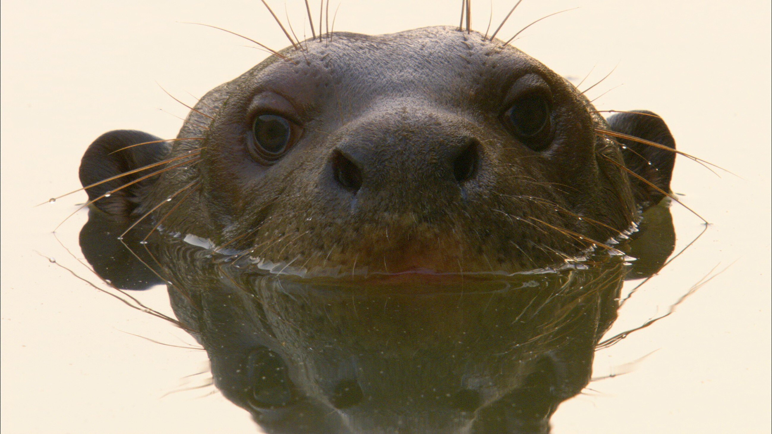 Mythos Amazonas – Triumph des Lebens