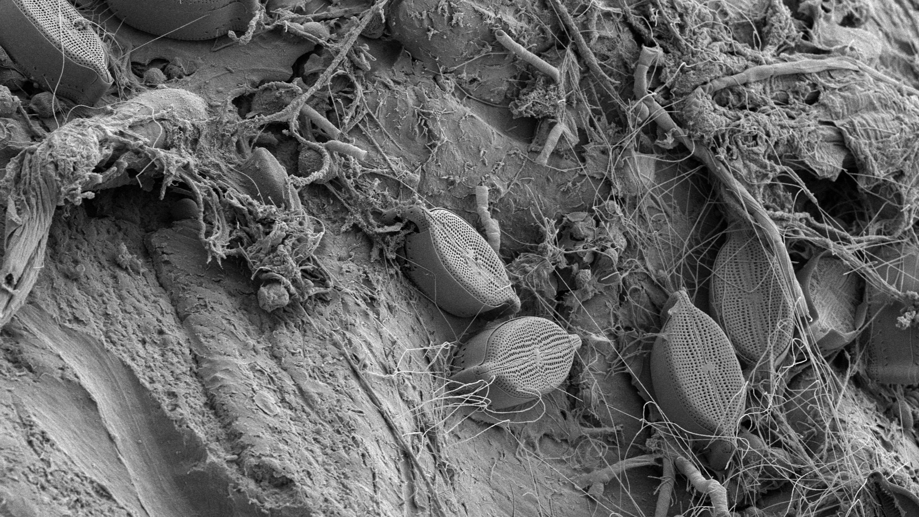 Leben auf Plastik – Per Anhalter durchs Meer