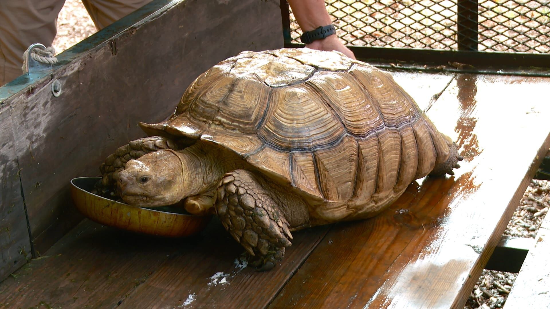 Lone Star Law – Die Gesetzeshüter von Texas