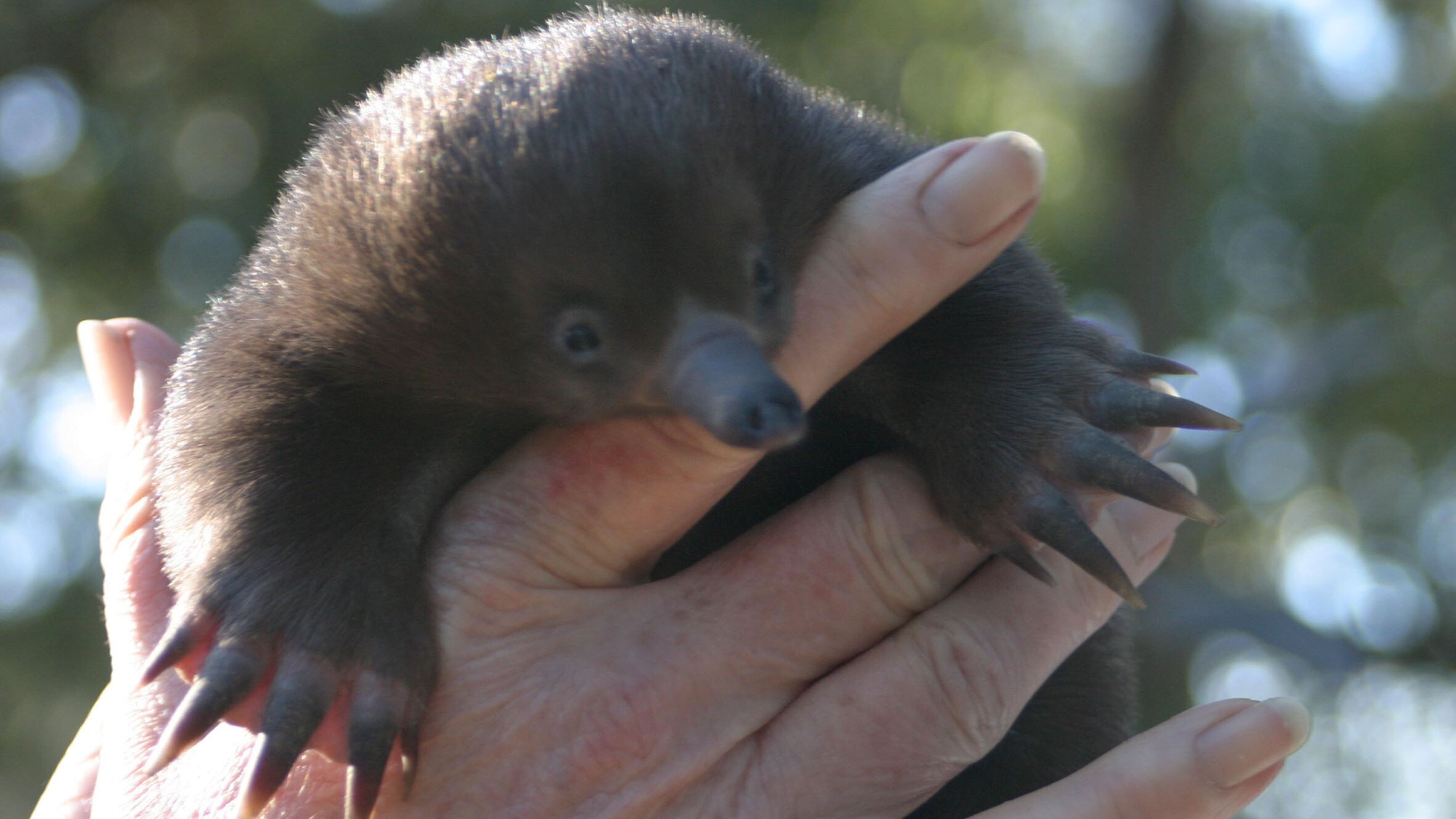 Der Igel mit dem Entenschnabel
