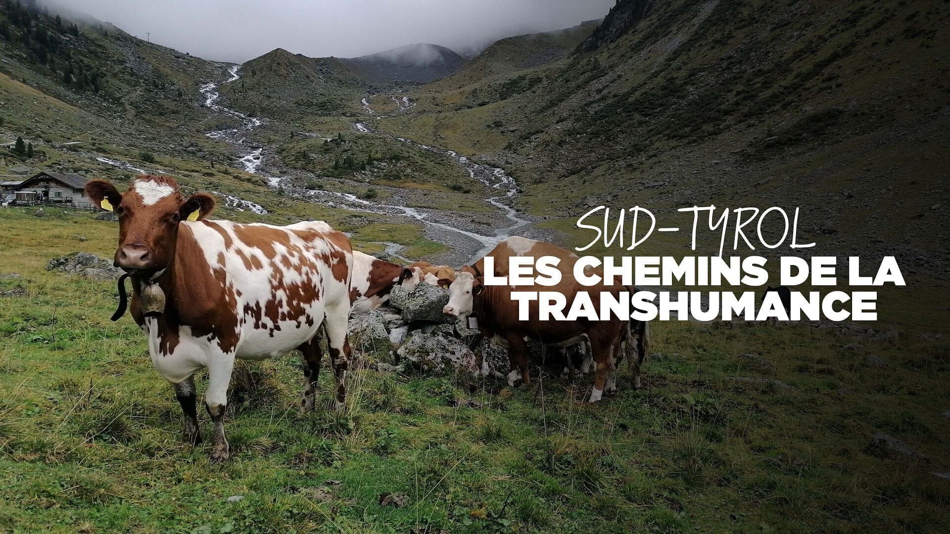 Auf uralten Pfaden – Viehtriebe im Hochgebirge