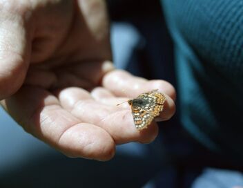 Espèces en voie d'adaptation