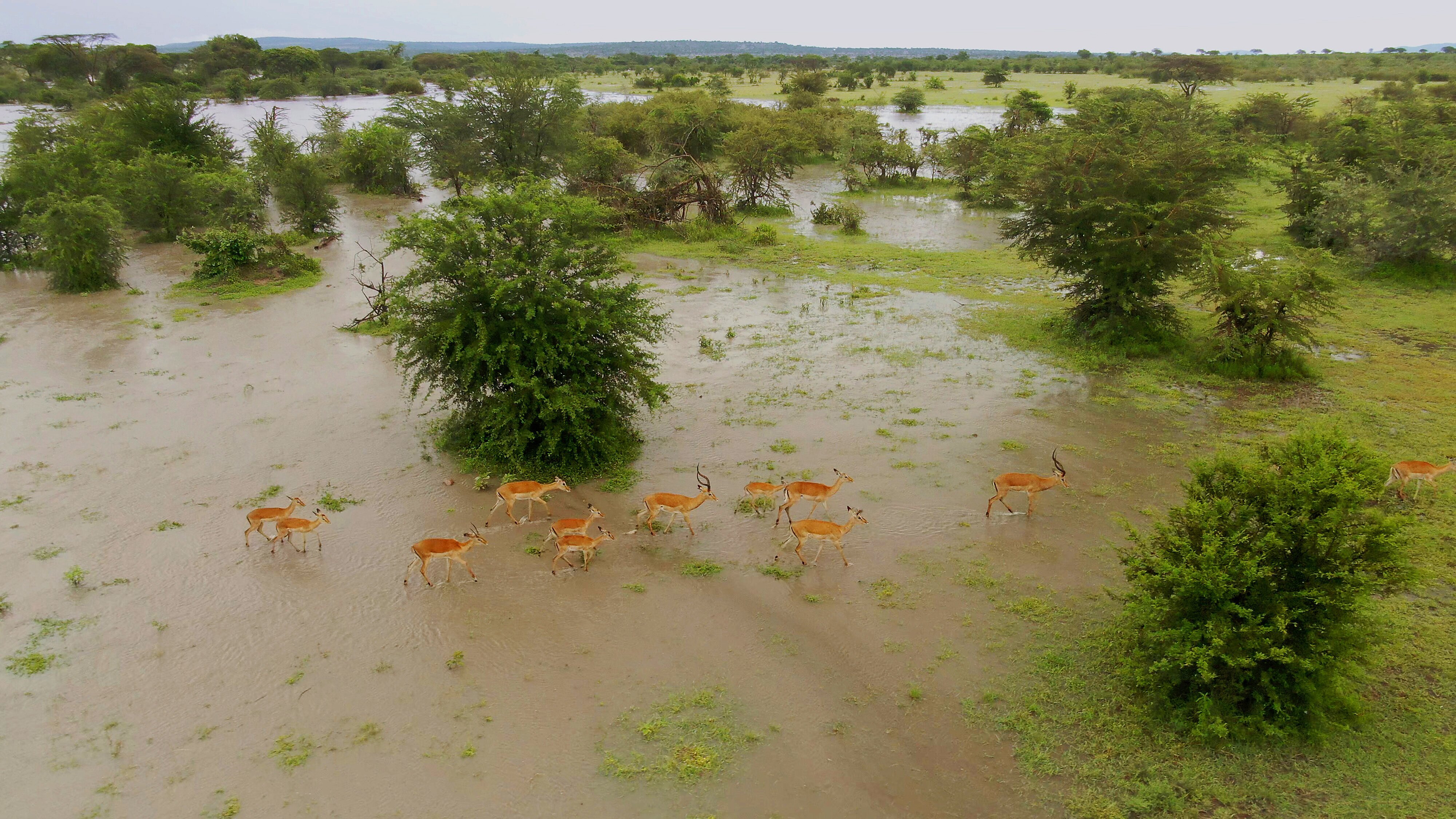 Serengeti