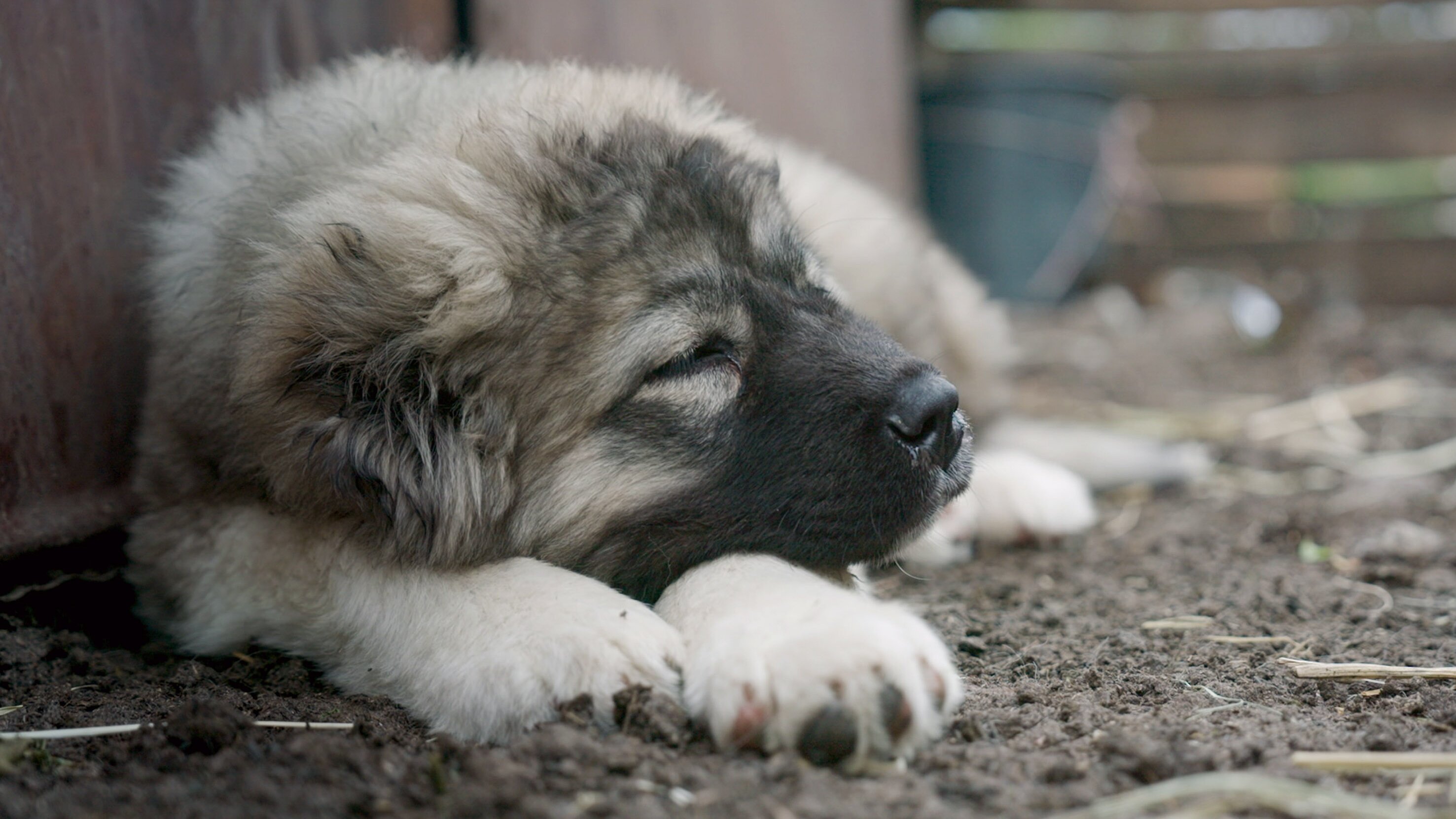 Georgien: Die Schäferhunde der Mönche