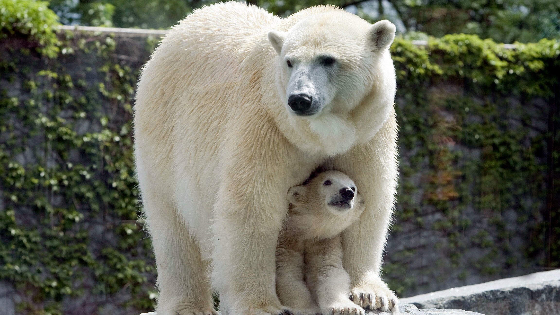 Eisbär, Affe & Co.