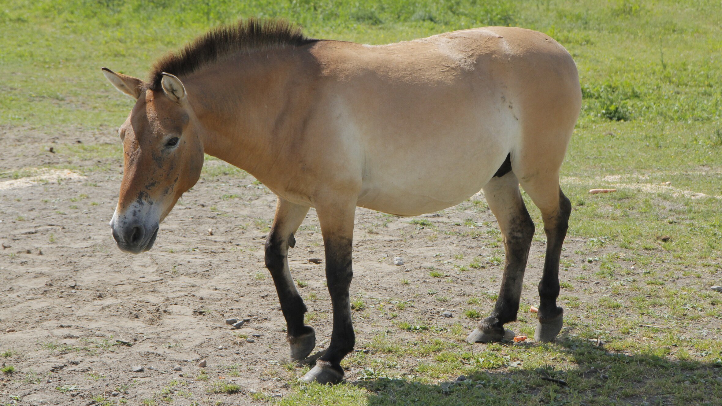 Anna und die wilden Tiere