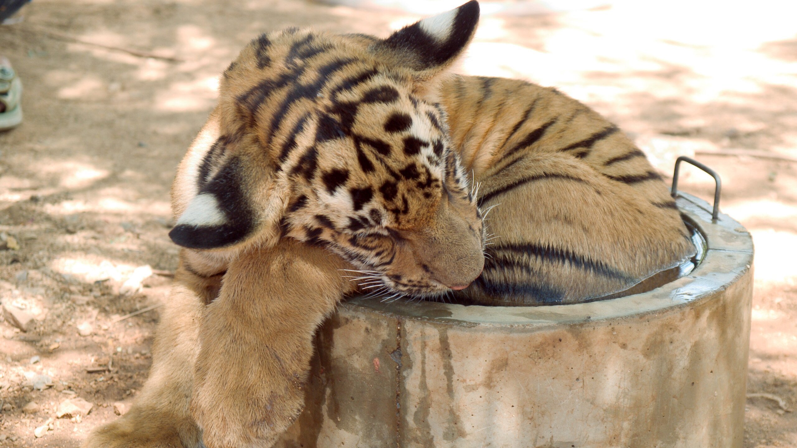 Der Tiger und der Mönch