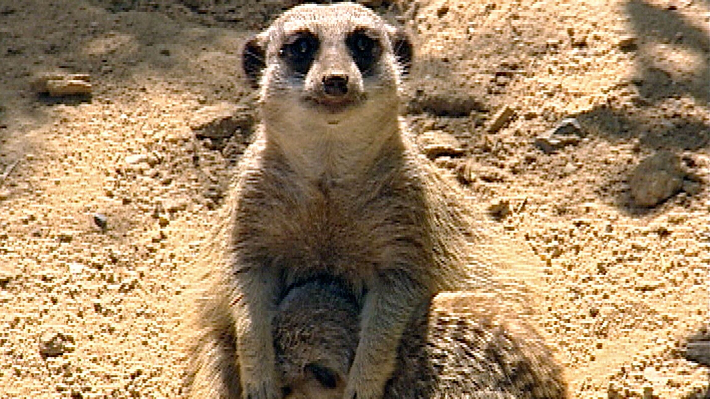 Giraffe, Erdmännchen & Co.