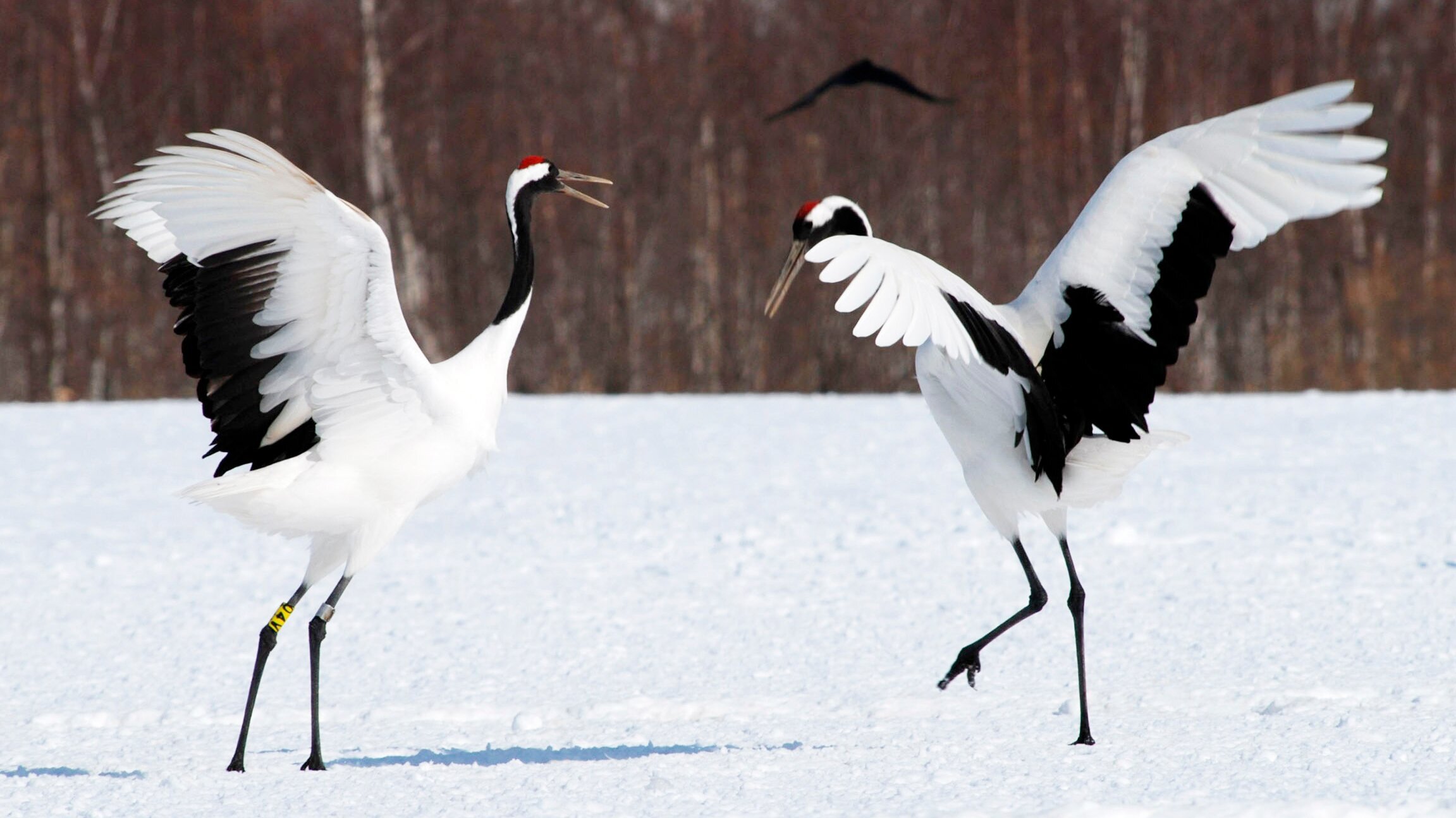 Winterzauber in Japan