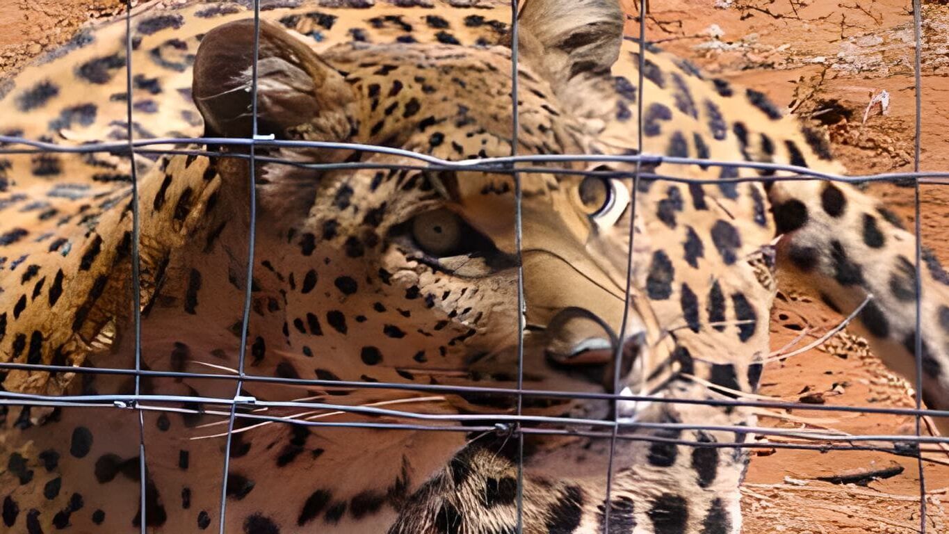 Das Waisenhaus für wilde Tiere – Abenteuer Afrika