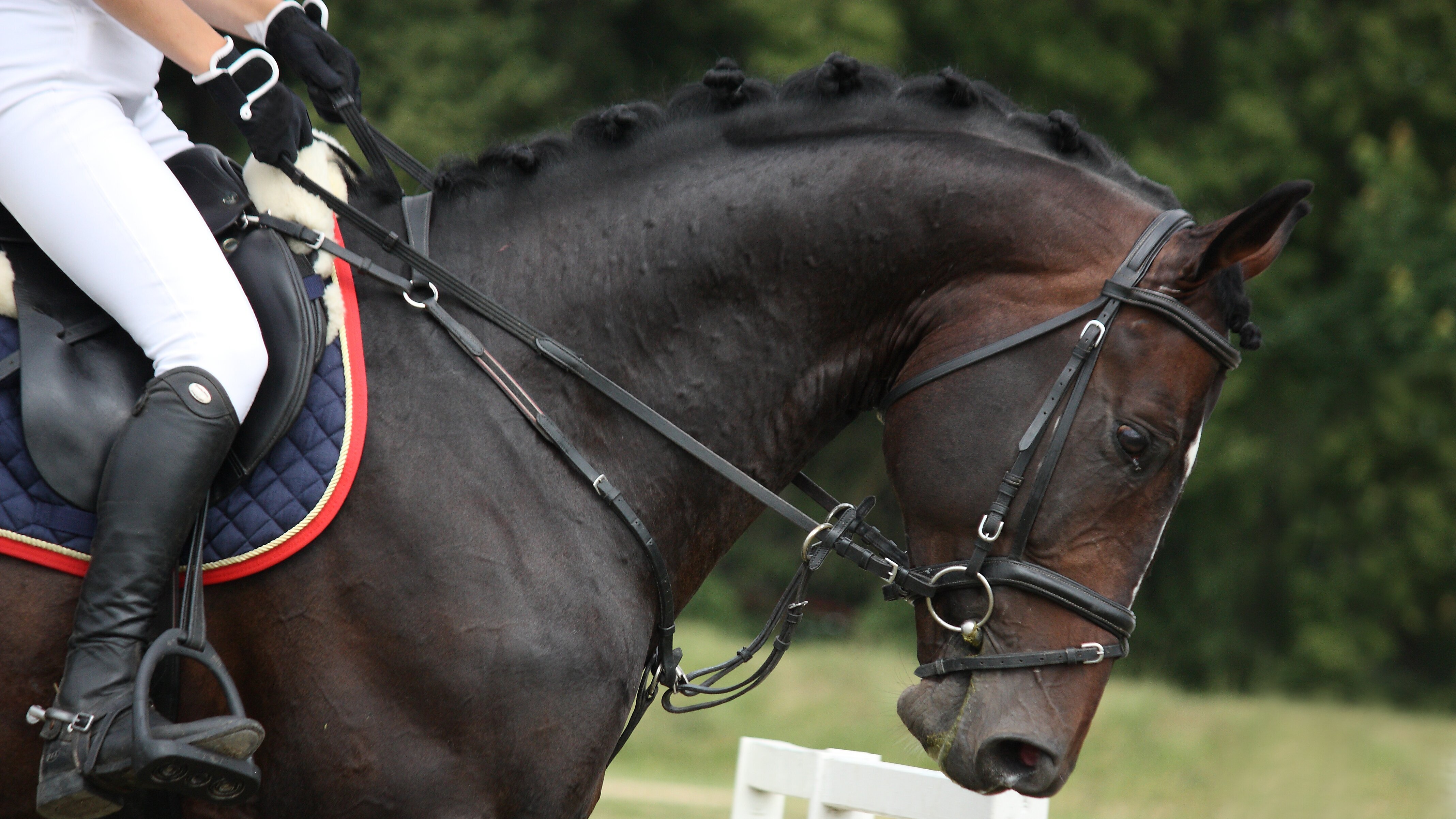 Springreiten: Weltcup