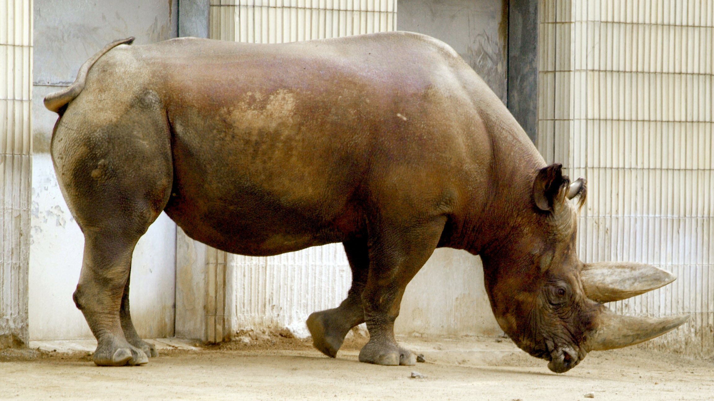 Giraffe, Erdmännchen & Co