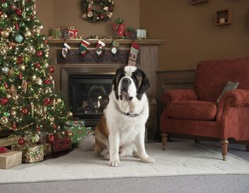 Beethoven sauve Noël