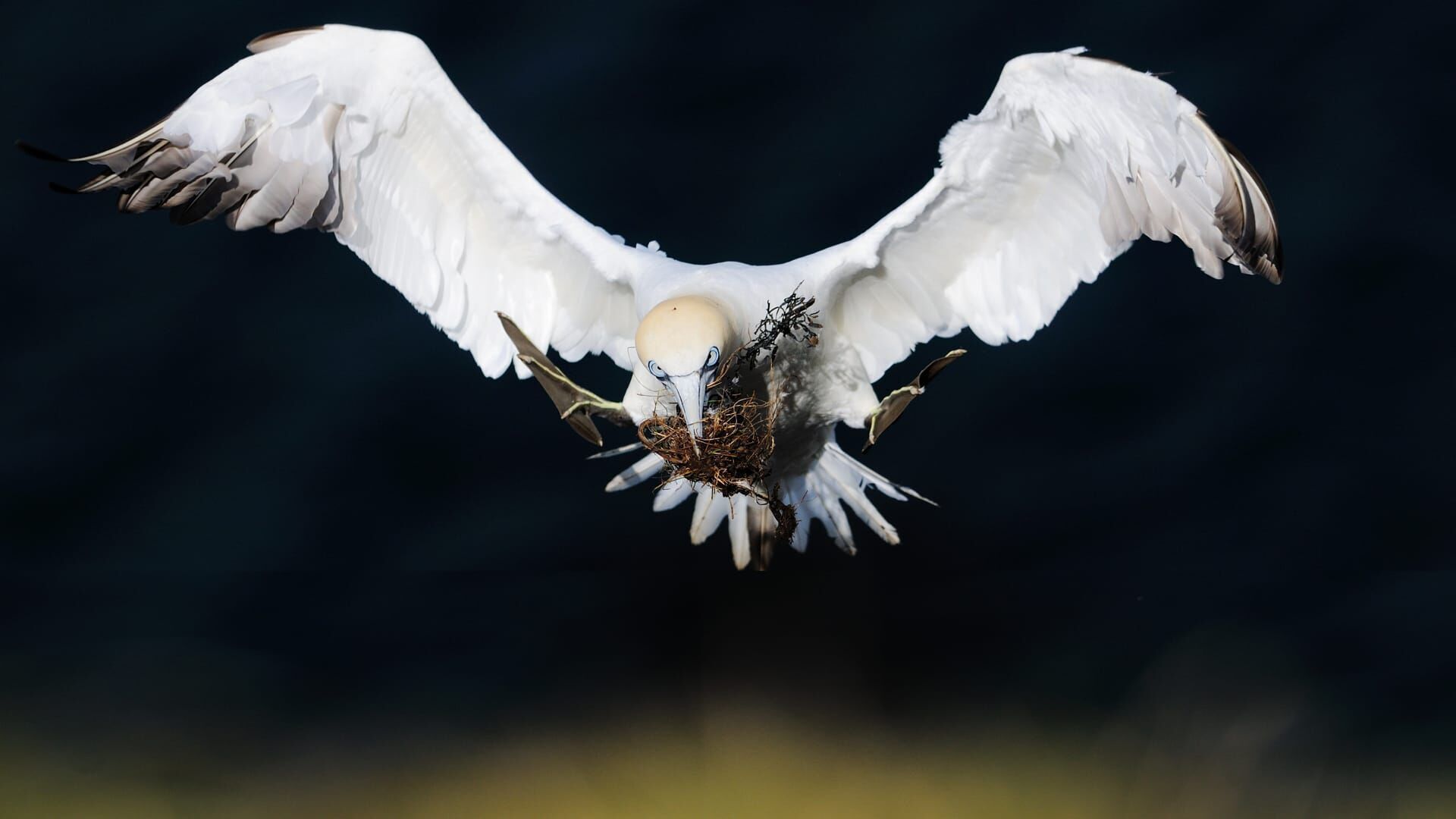 Scotland: The New Wild
