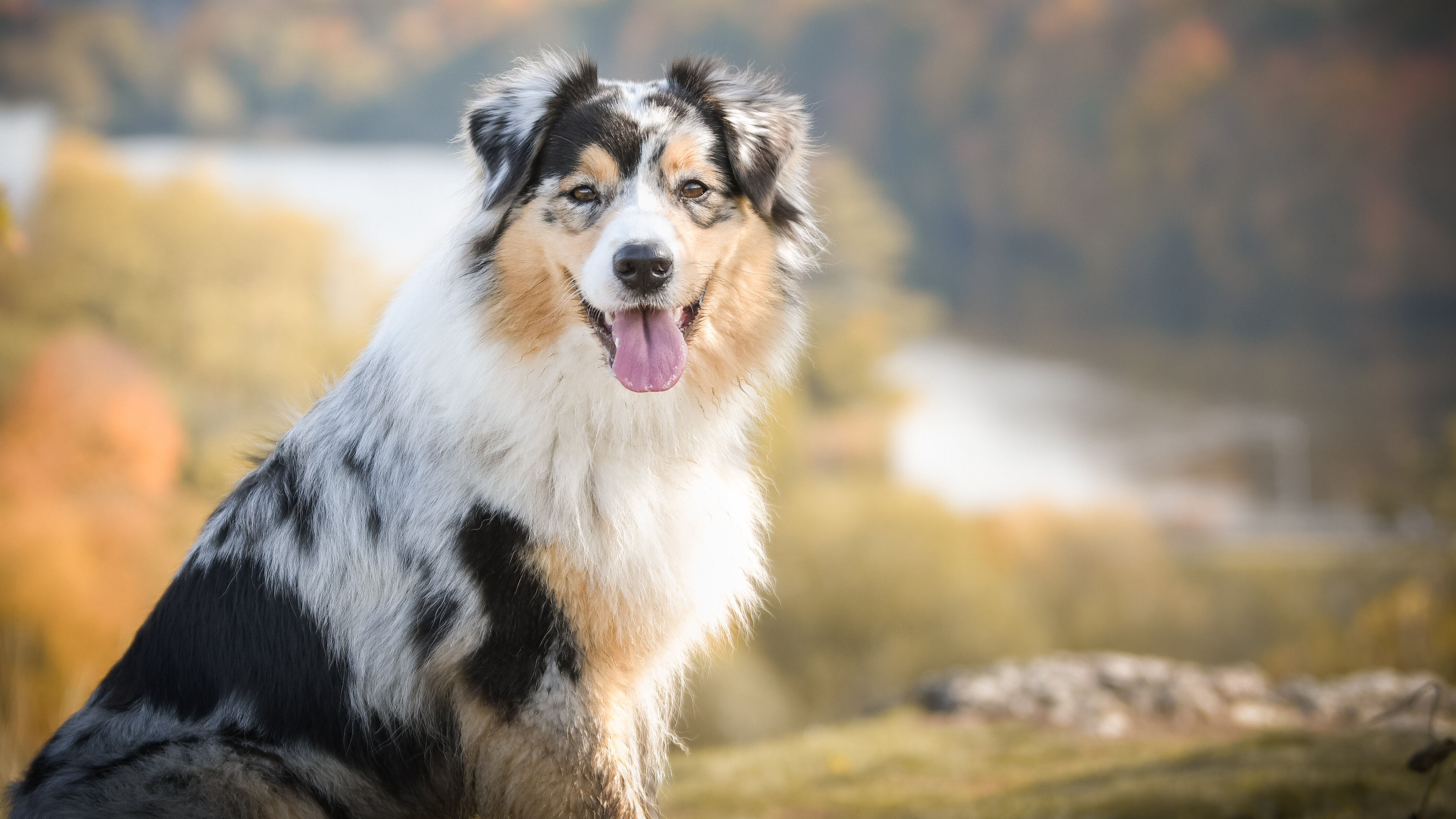 Der Hundeprofi – Rütters Team