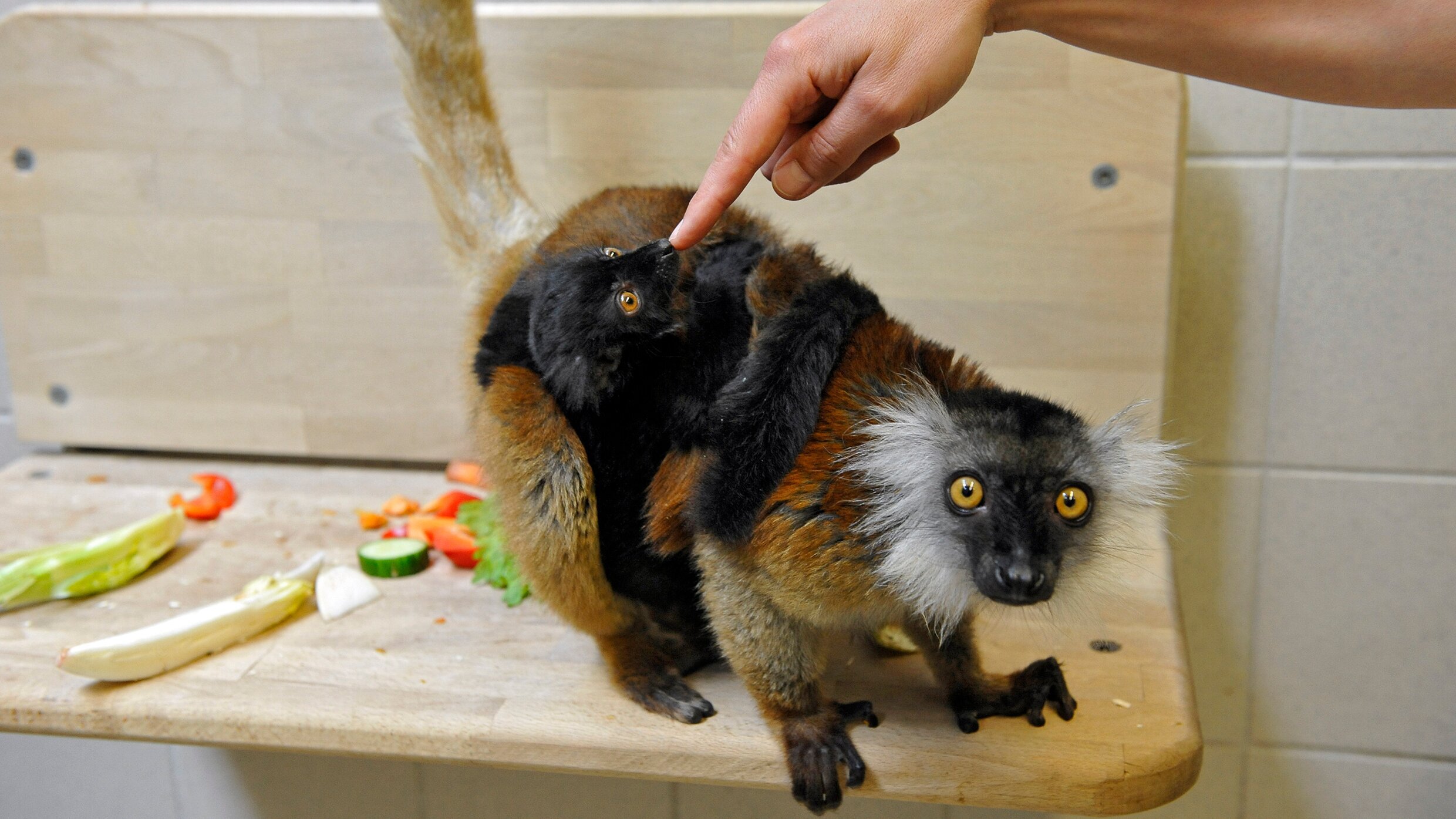 Zoobabies