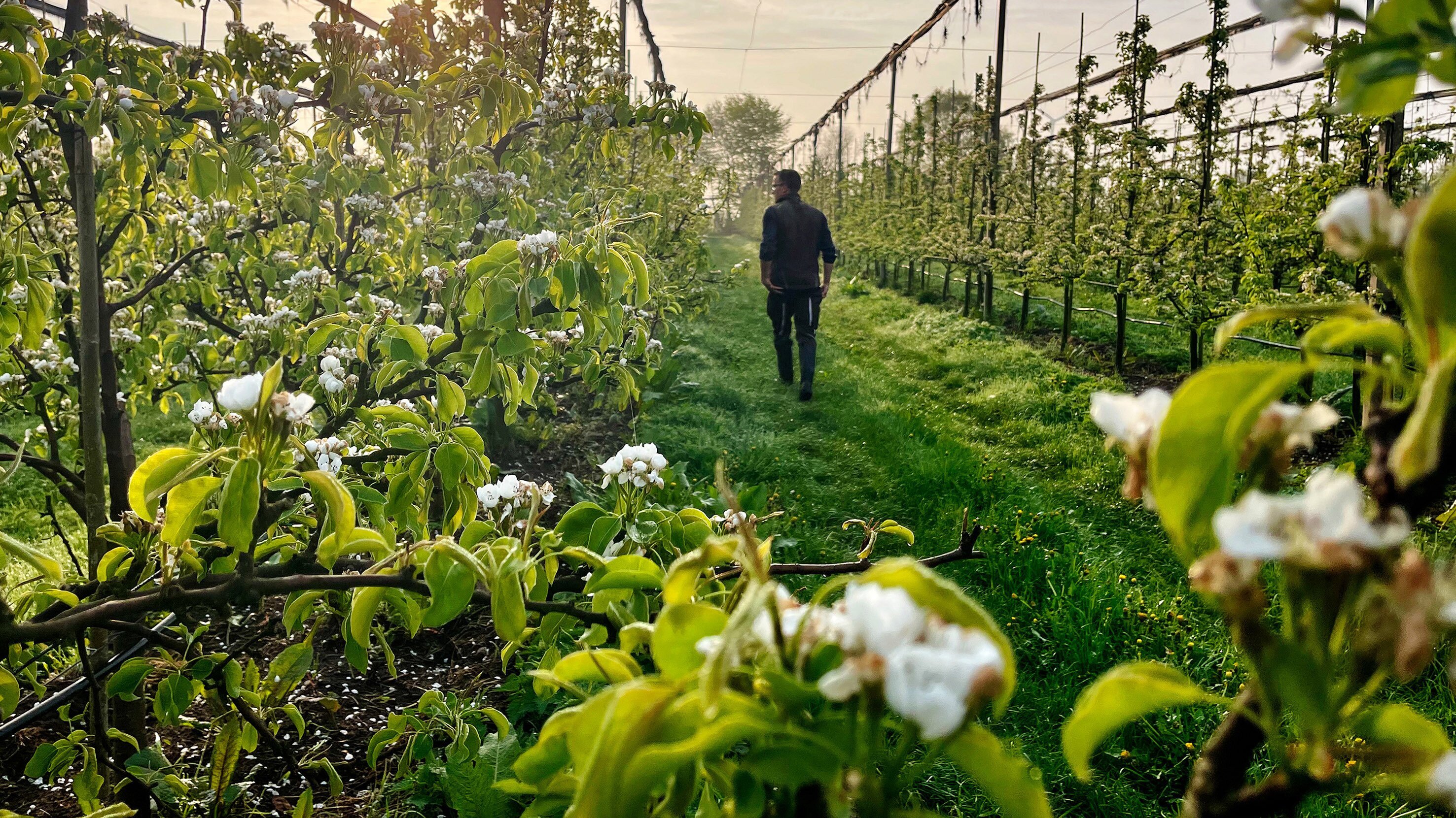 Birnen erobern das Alte Land