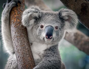 La magie de l'Australie