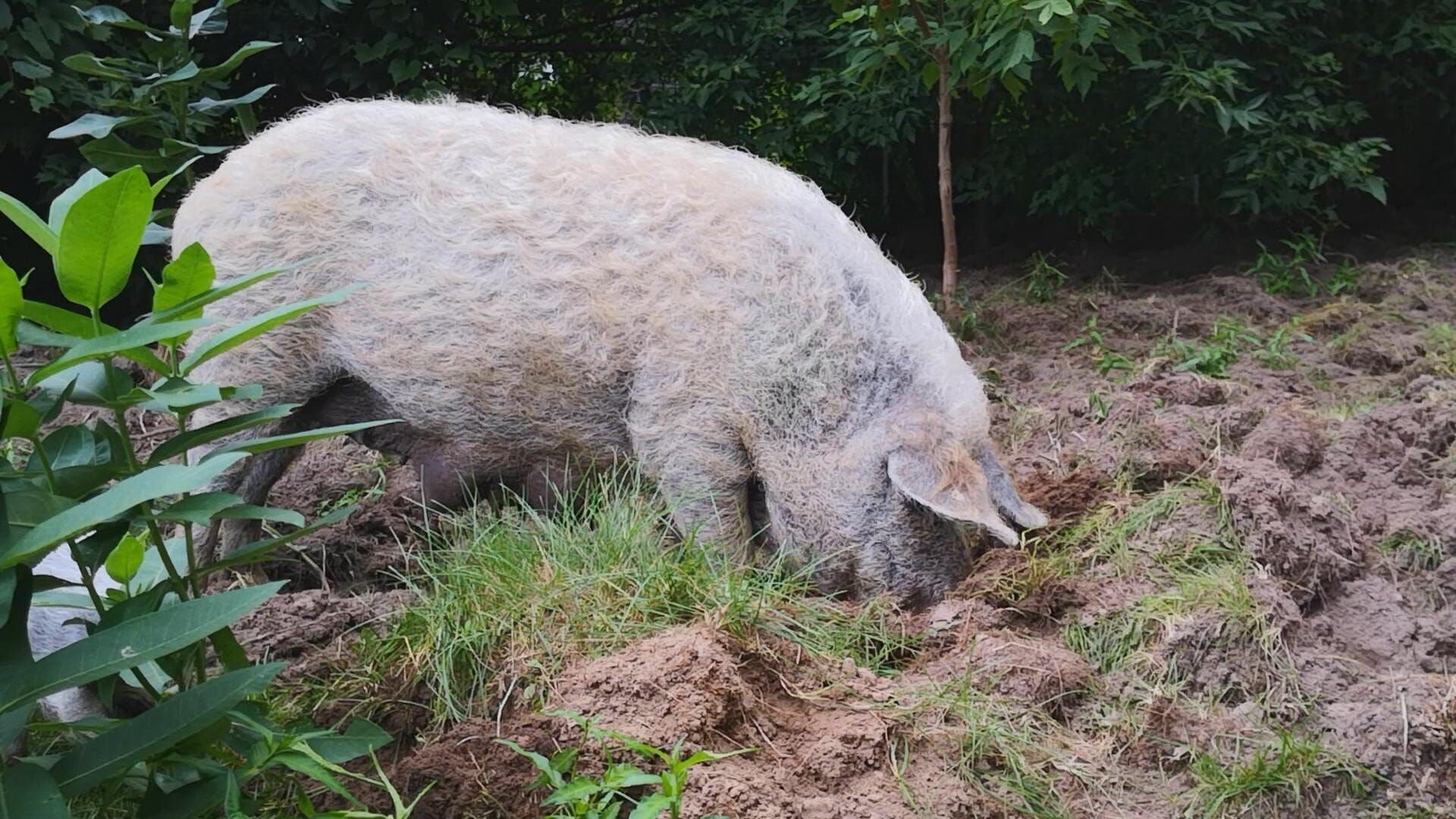 Animal Farm Michigan – Zuflucht für Tiere