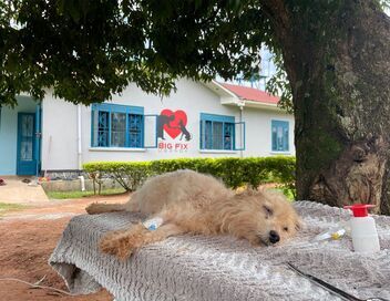 Ouganda, les chiens de l'espoir