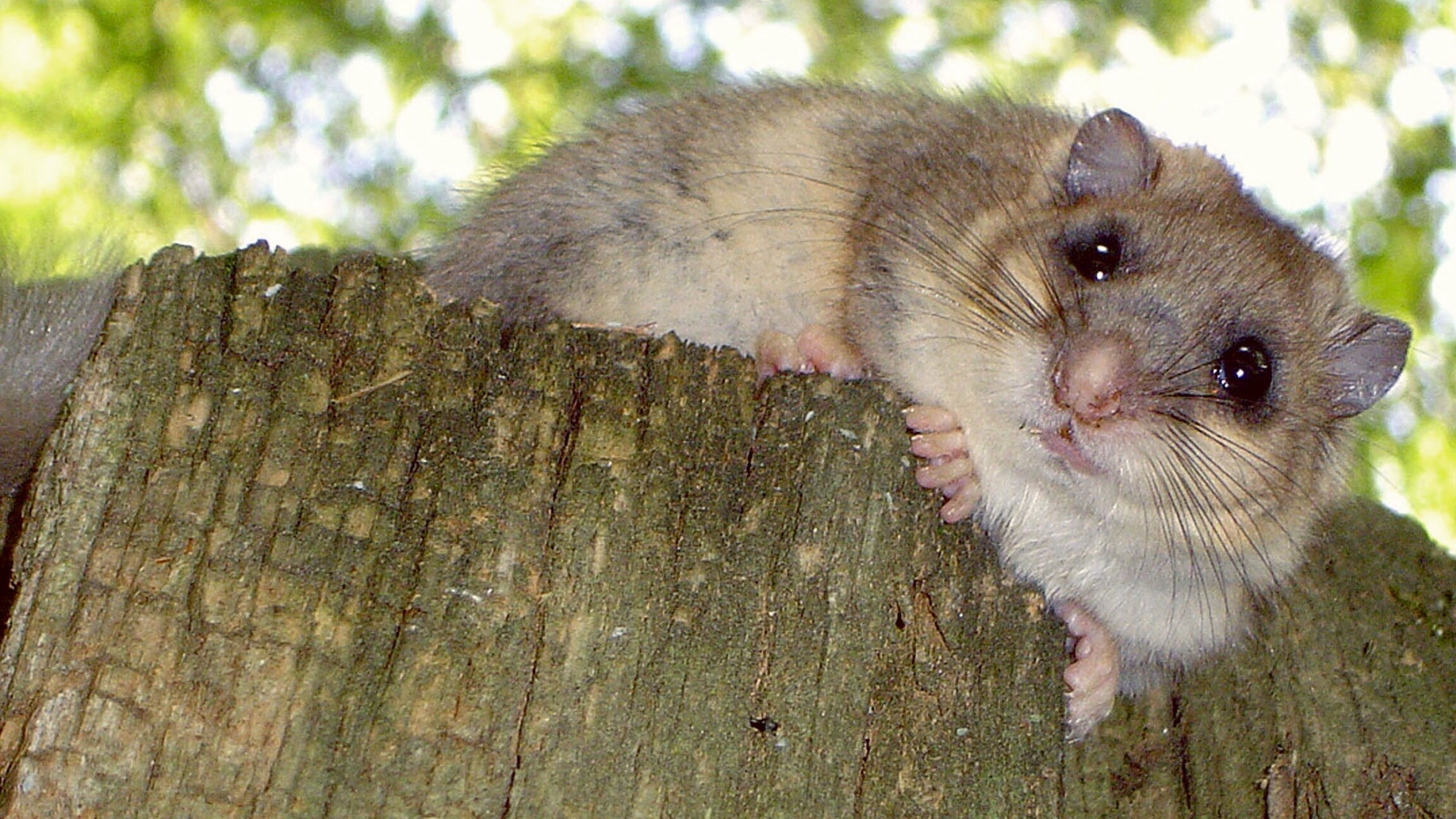 Im Wald der Kobolde – Siebenschläfer im Spessart