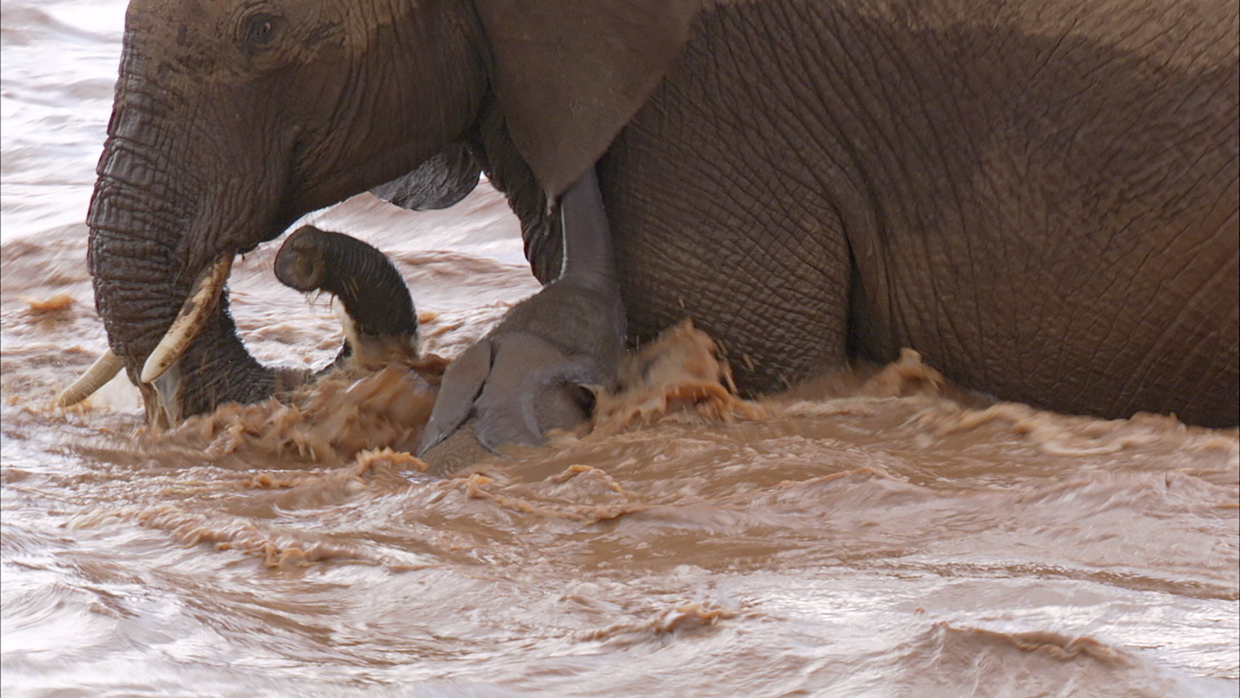 Serengeti