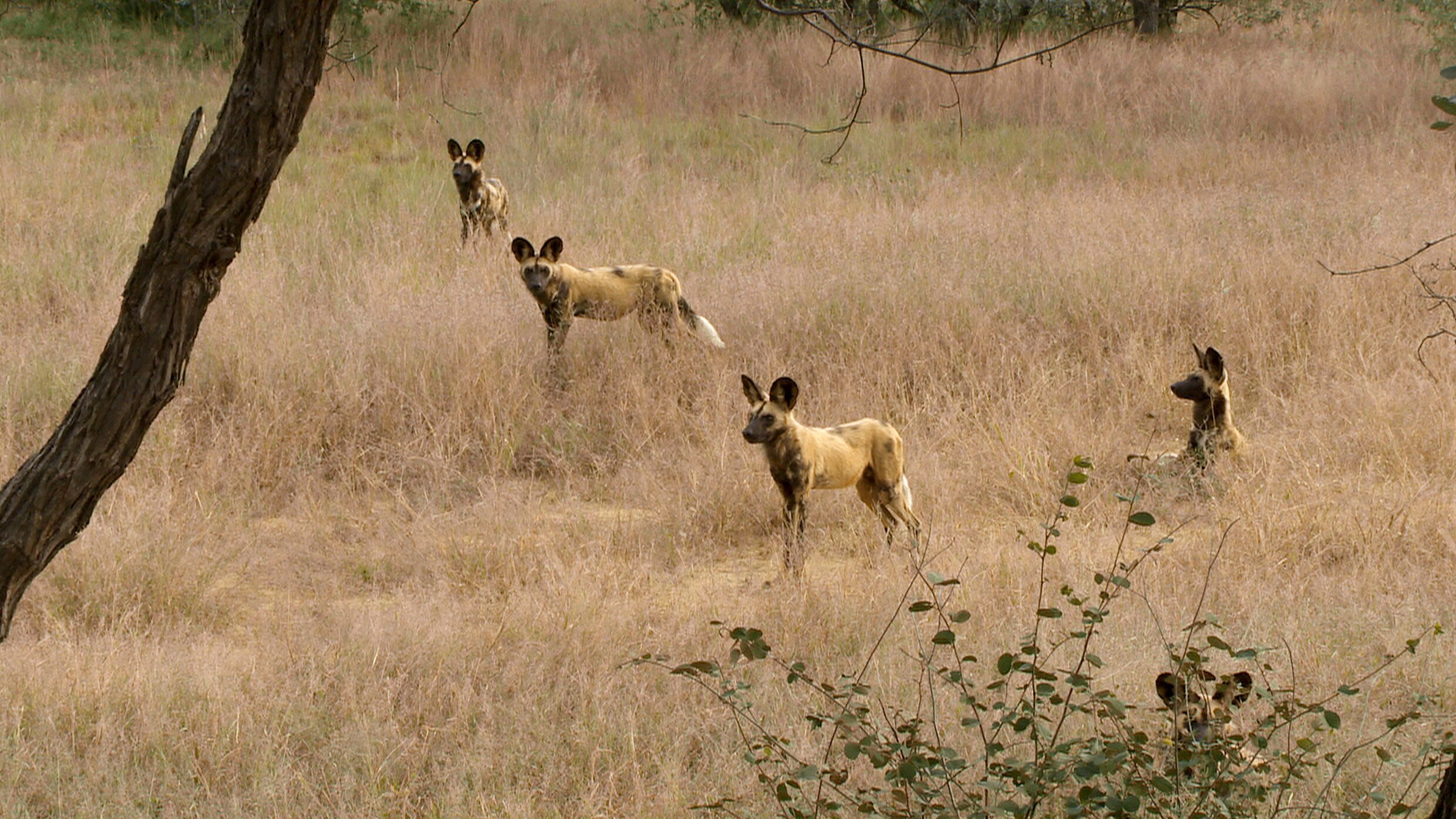 OLI's Wilde Welt – In Afrika