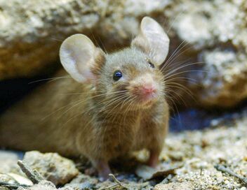 Au pays des souris