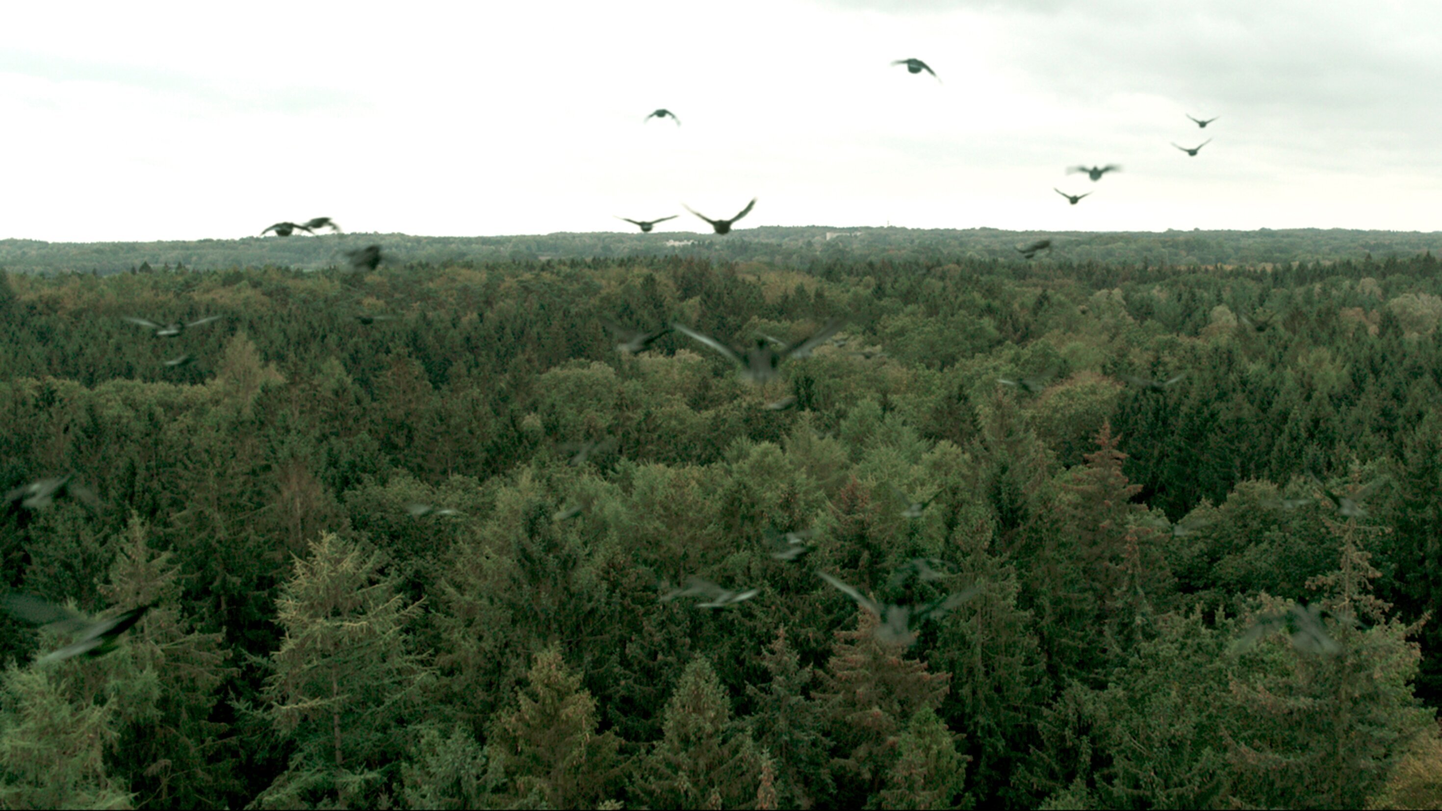 Das Geheimnis des Totenwaldes
